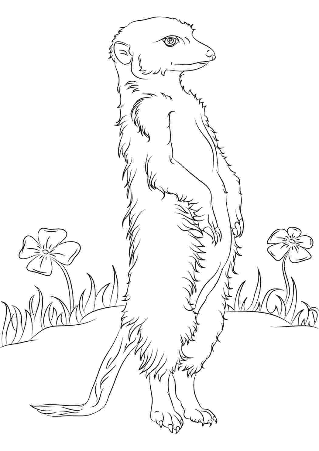 Раскраска Сурикаты стоят на задних лапках