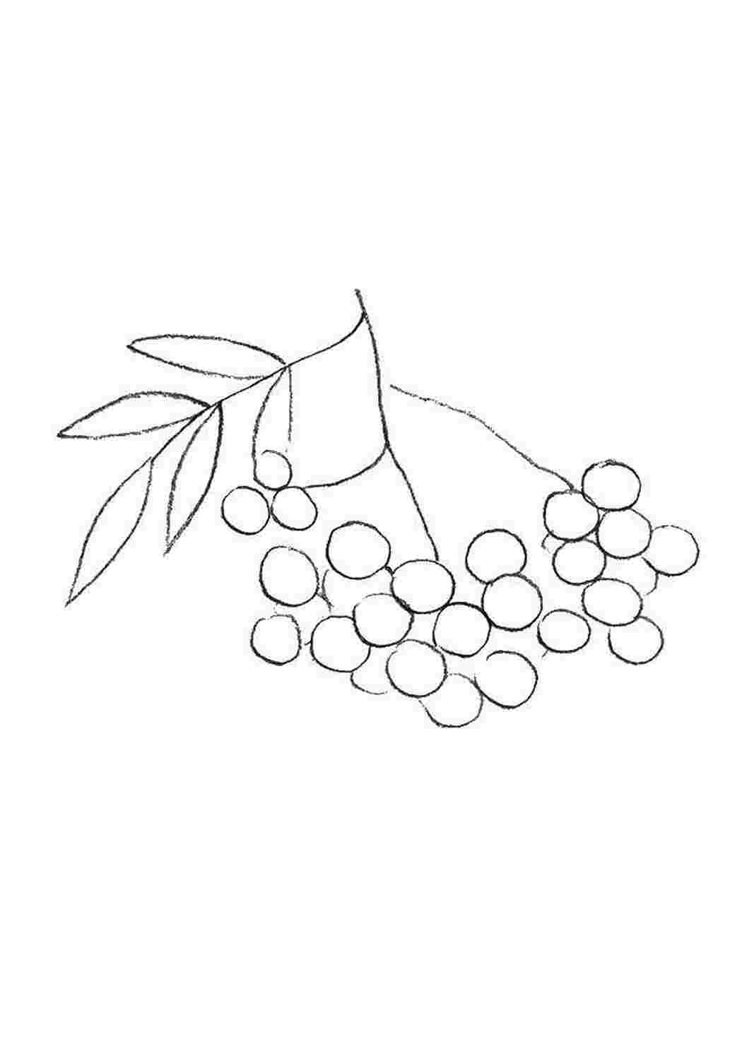 Раскраска Ягоды