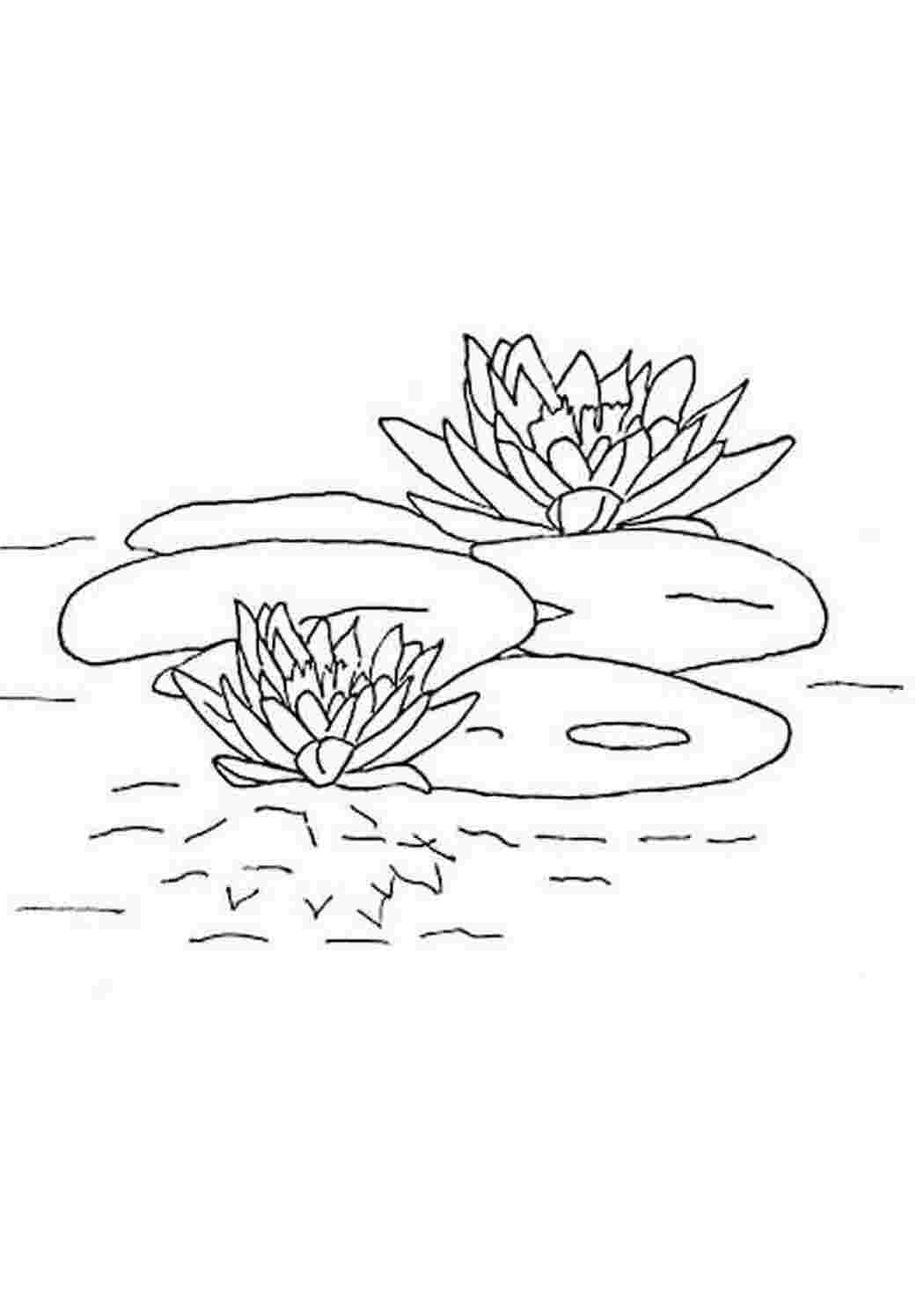 Раскраска Скачать или распечатать раскраску распечатать скачать