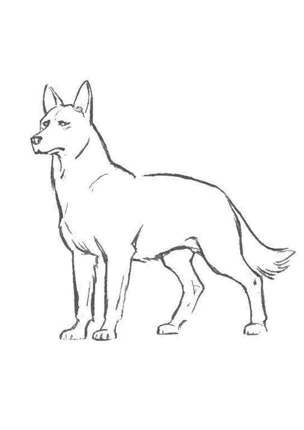 Рисунки животных карандашом для срисовки собаки