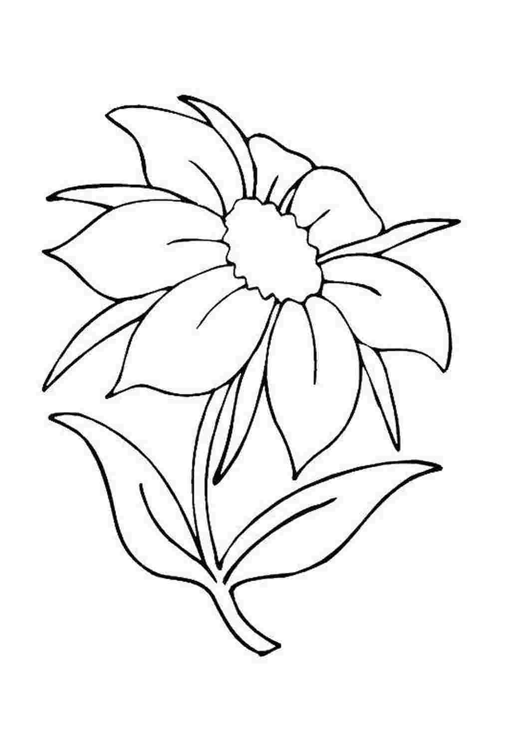 Раскраска Цветы