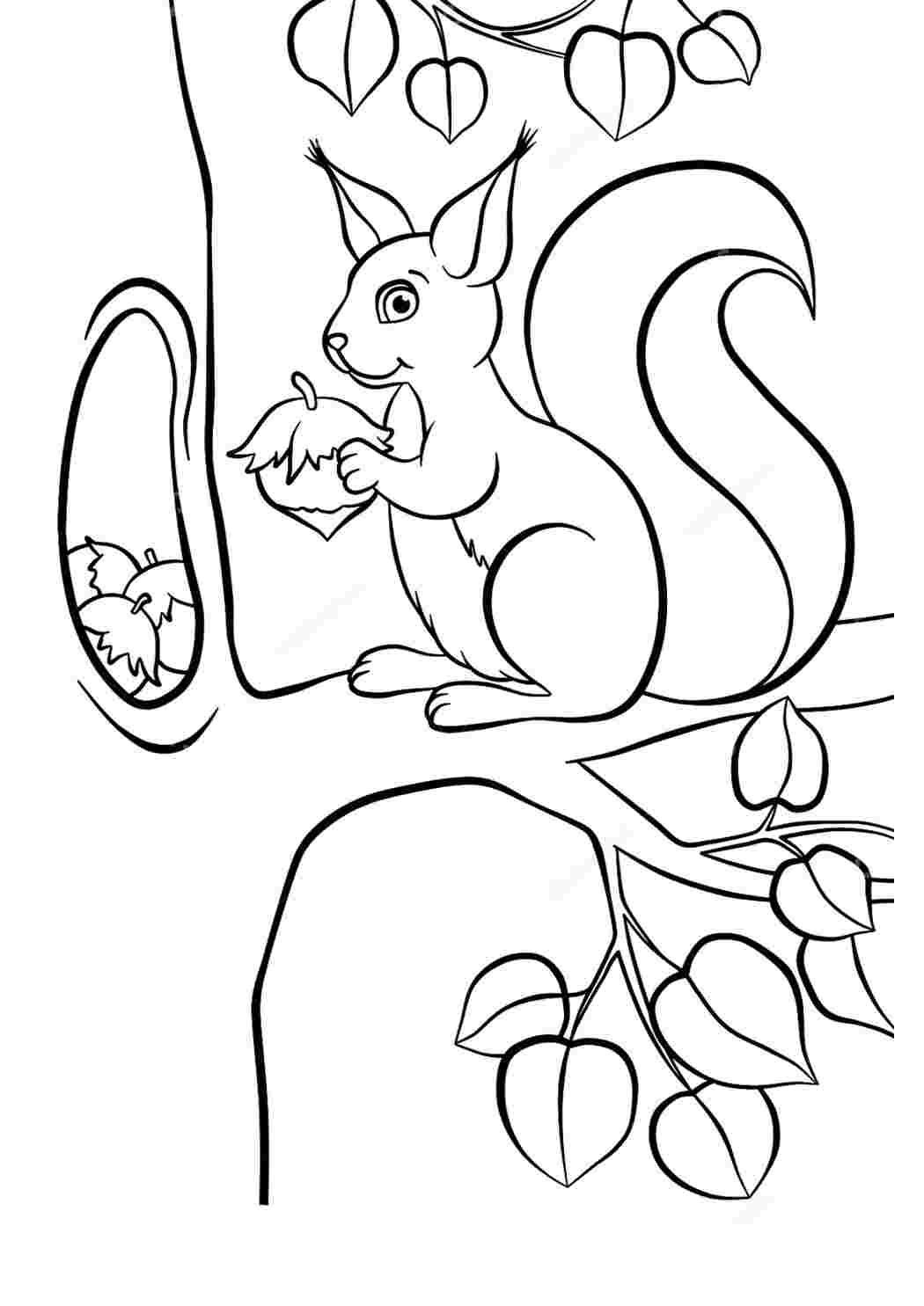 Раскраска Белка