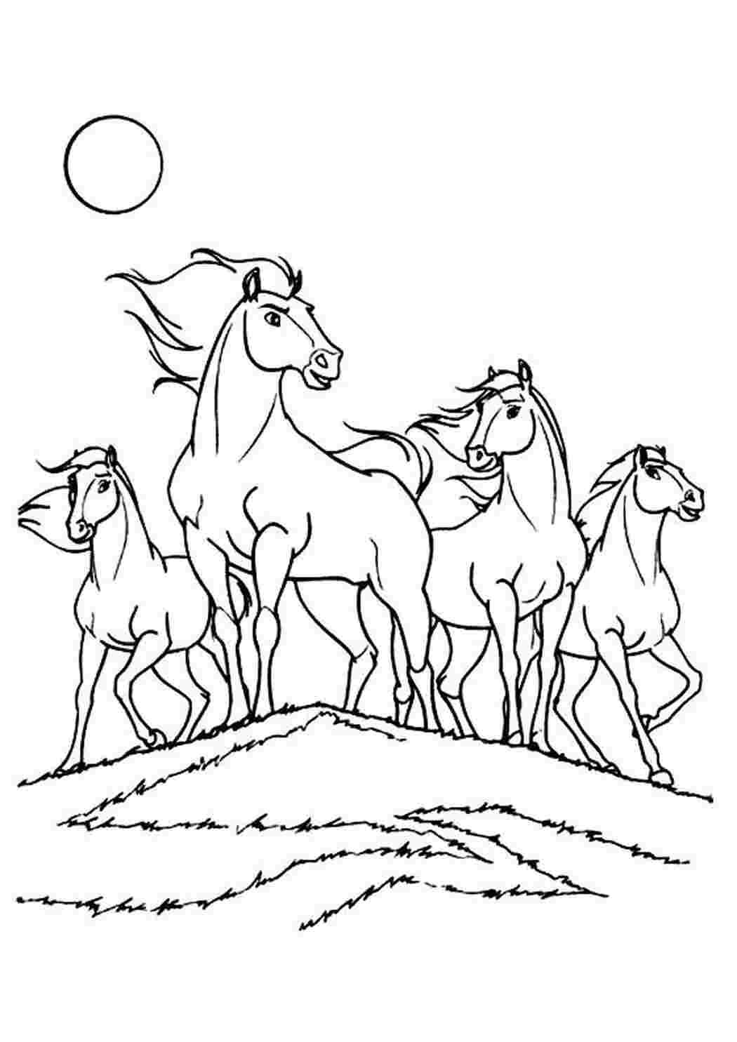 Раскраска стадо