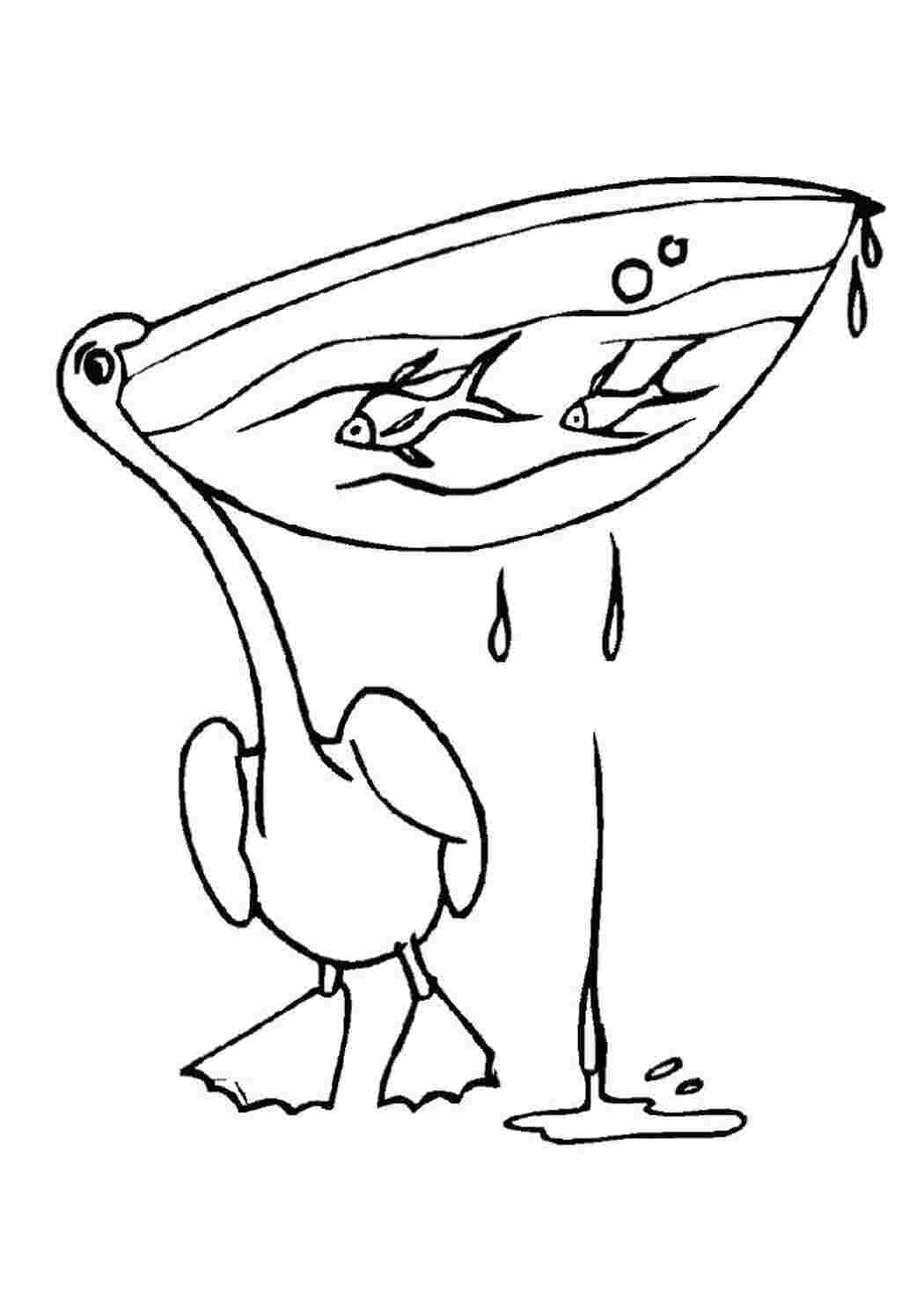 Раскраска Разукрашка пеликан
