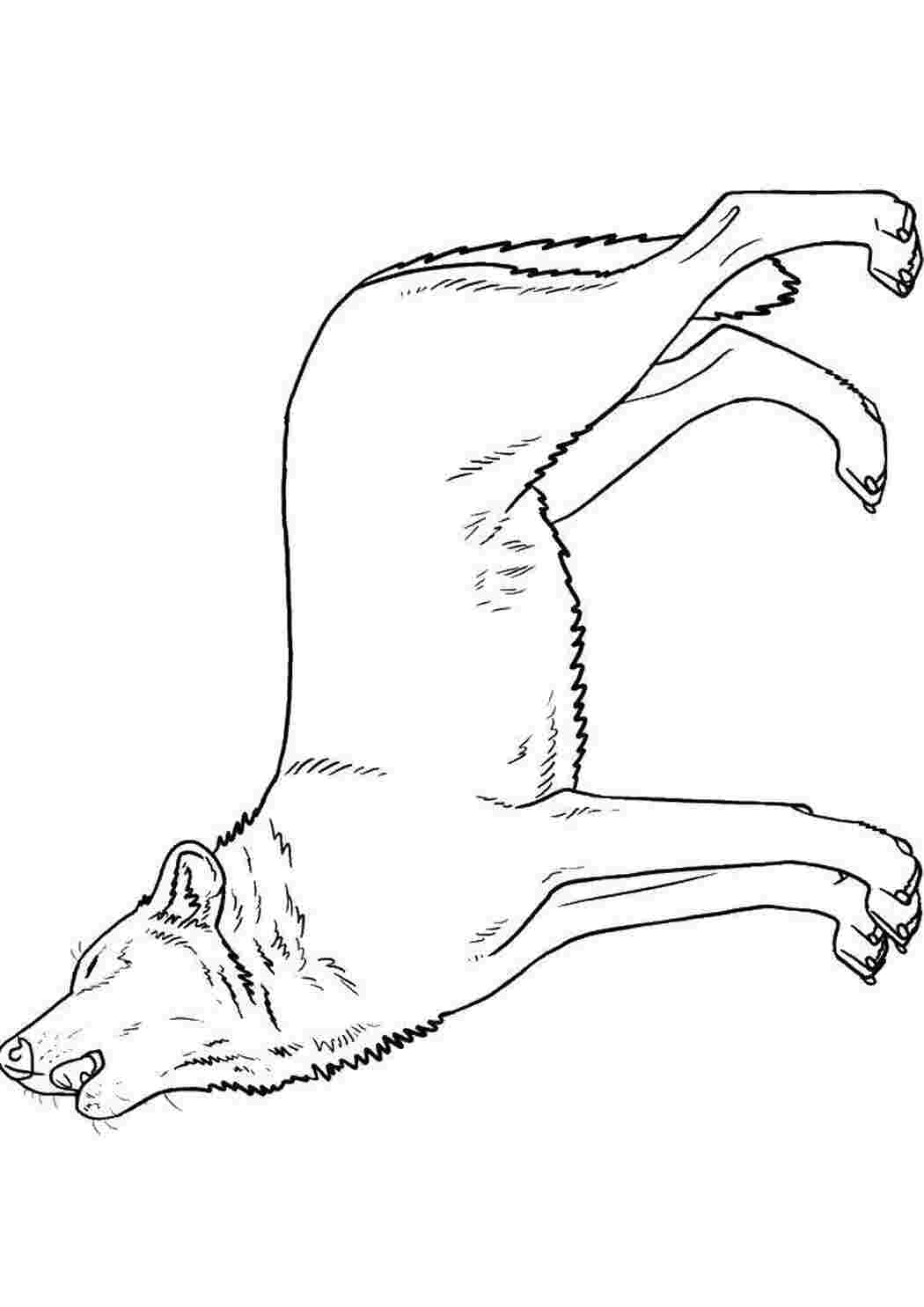 Раскраска Волк воет на луну