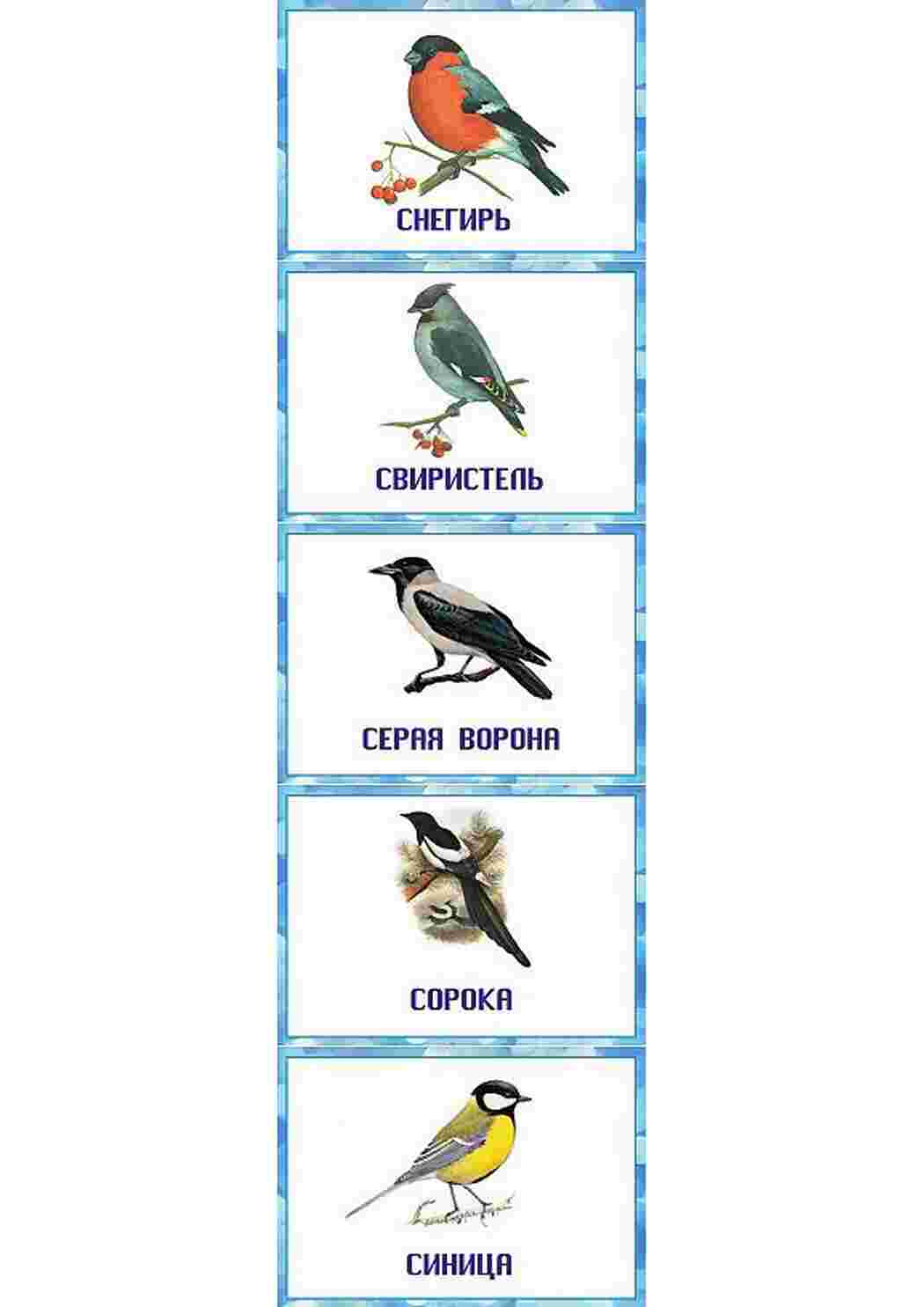 Раскраска карточка диких птиц 