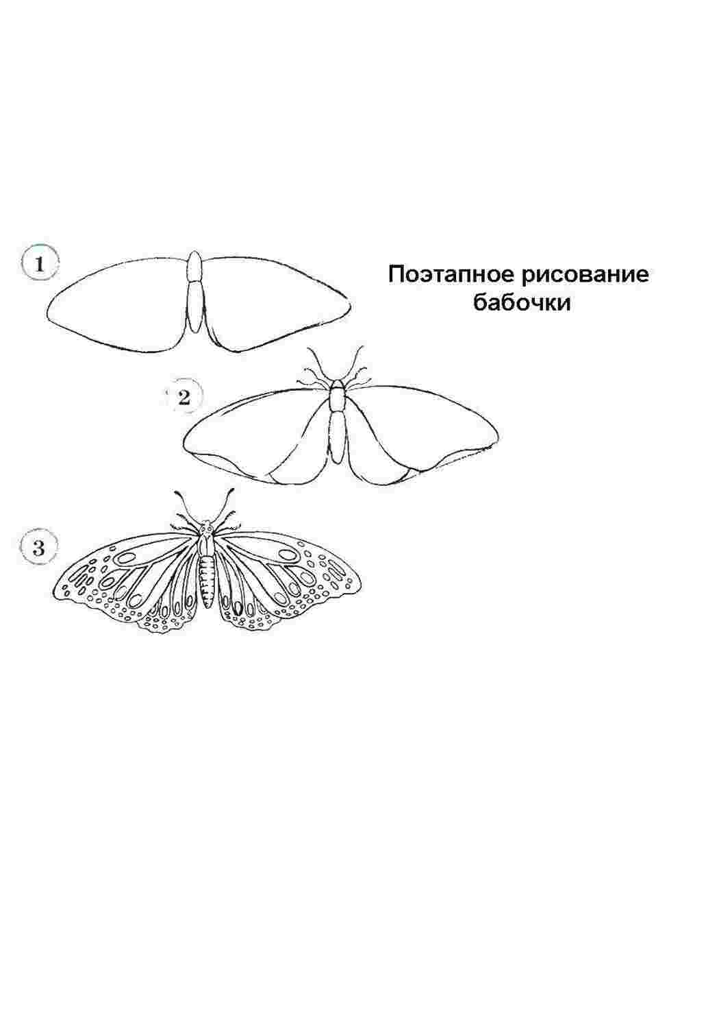 Схематический рисунок бабочки