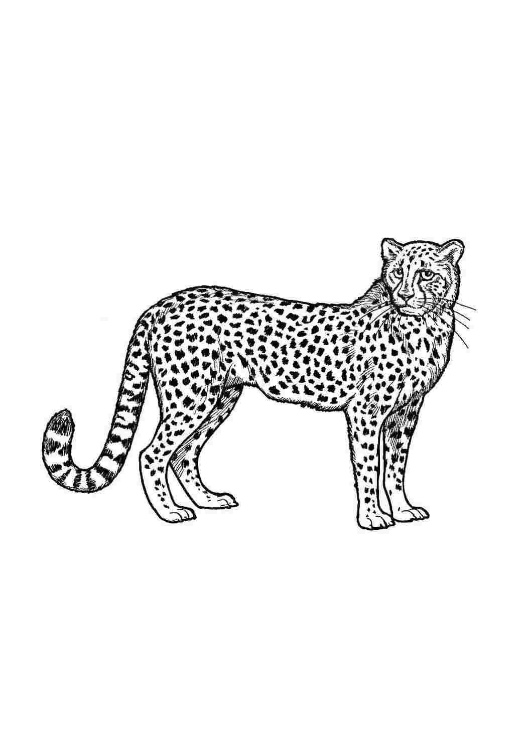 Раскраска Леопард
