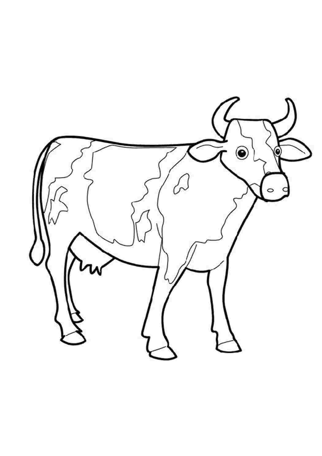 Корова черно белая картинка