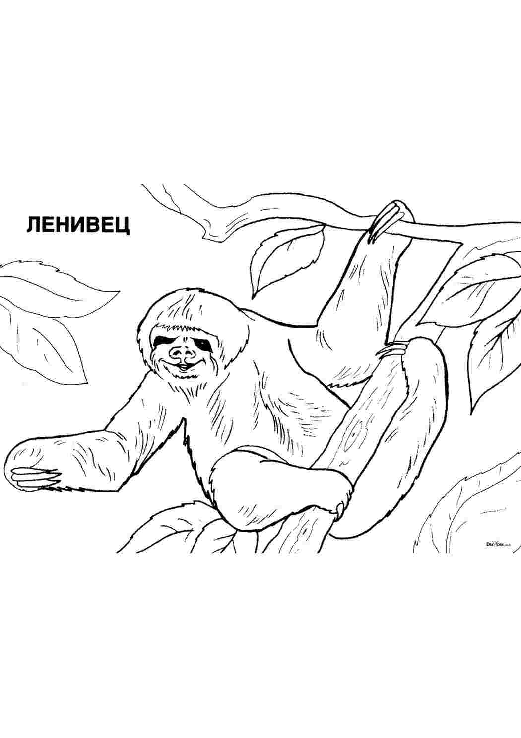 Раскраска Ленивец на дереве