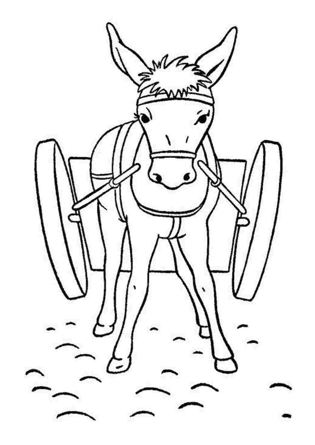 Раскраска Ослик