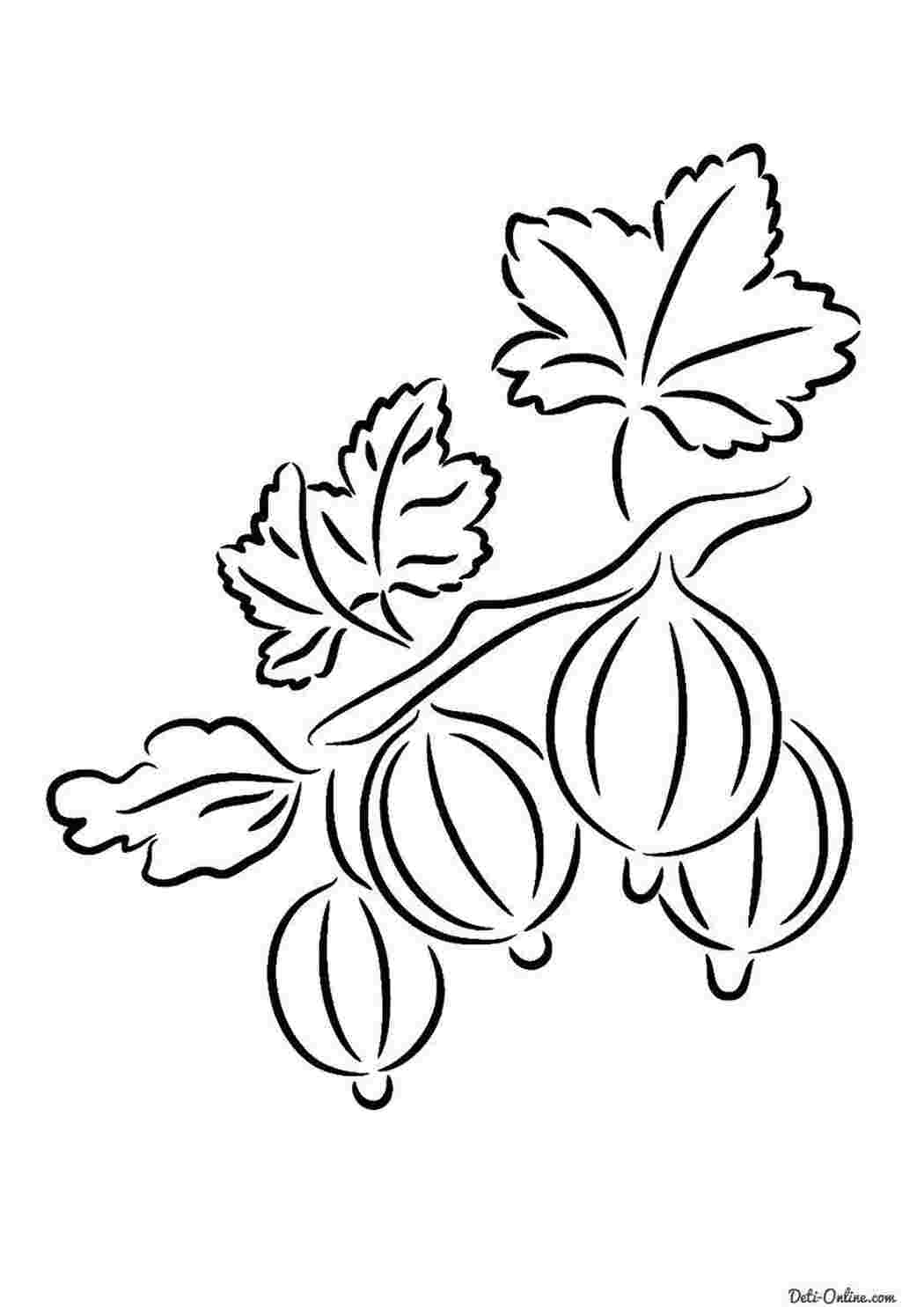 Раскраска Ягоды крыжовника