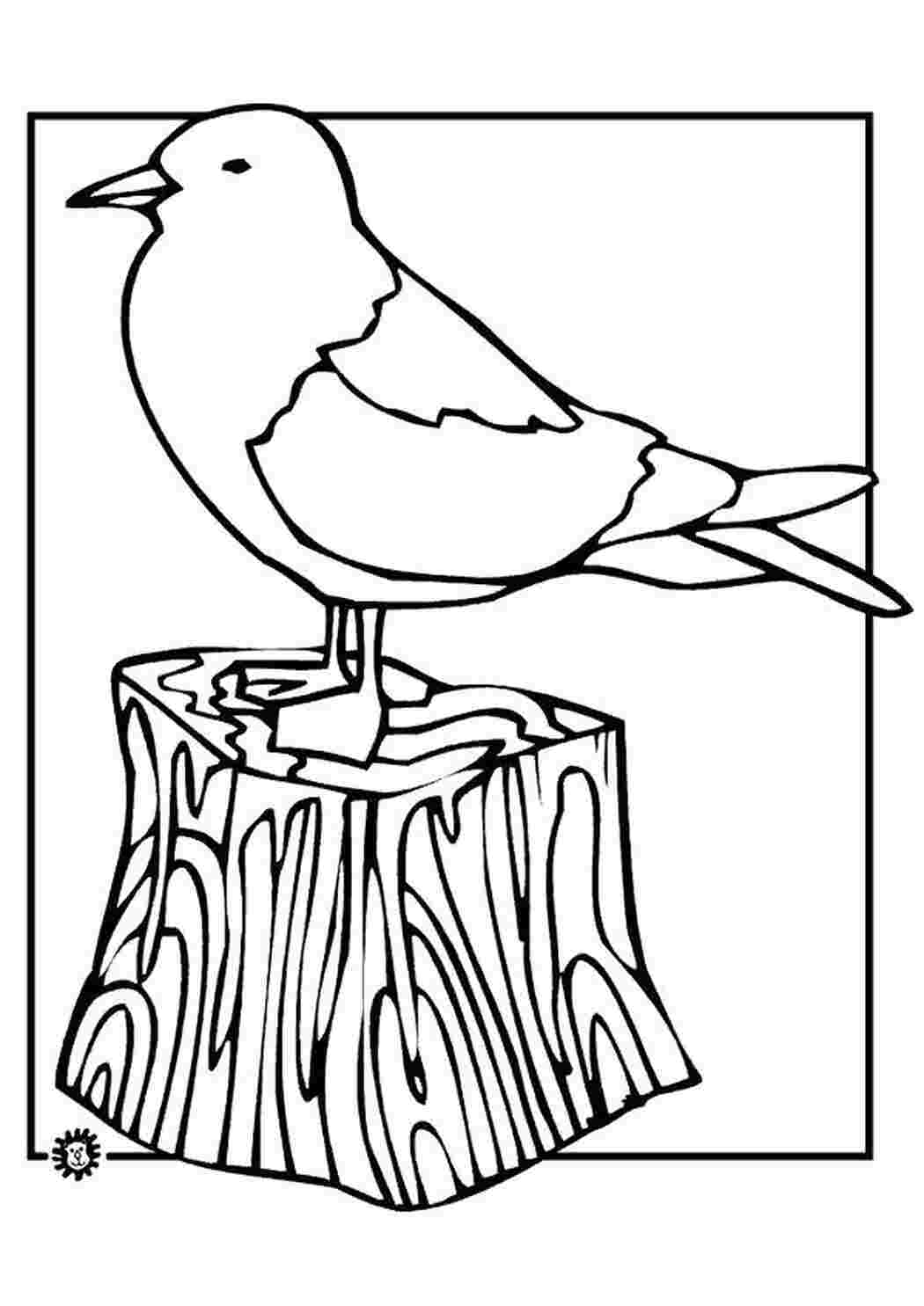 Раскраска чайка сдит на пеньке