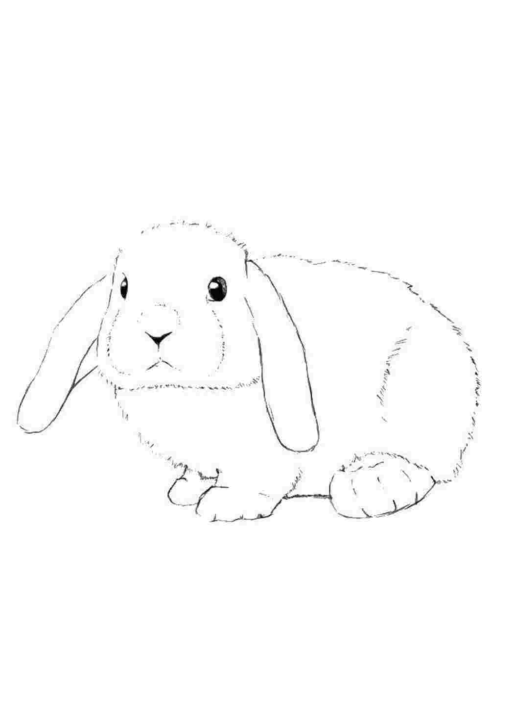Кролик рисунок простой