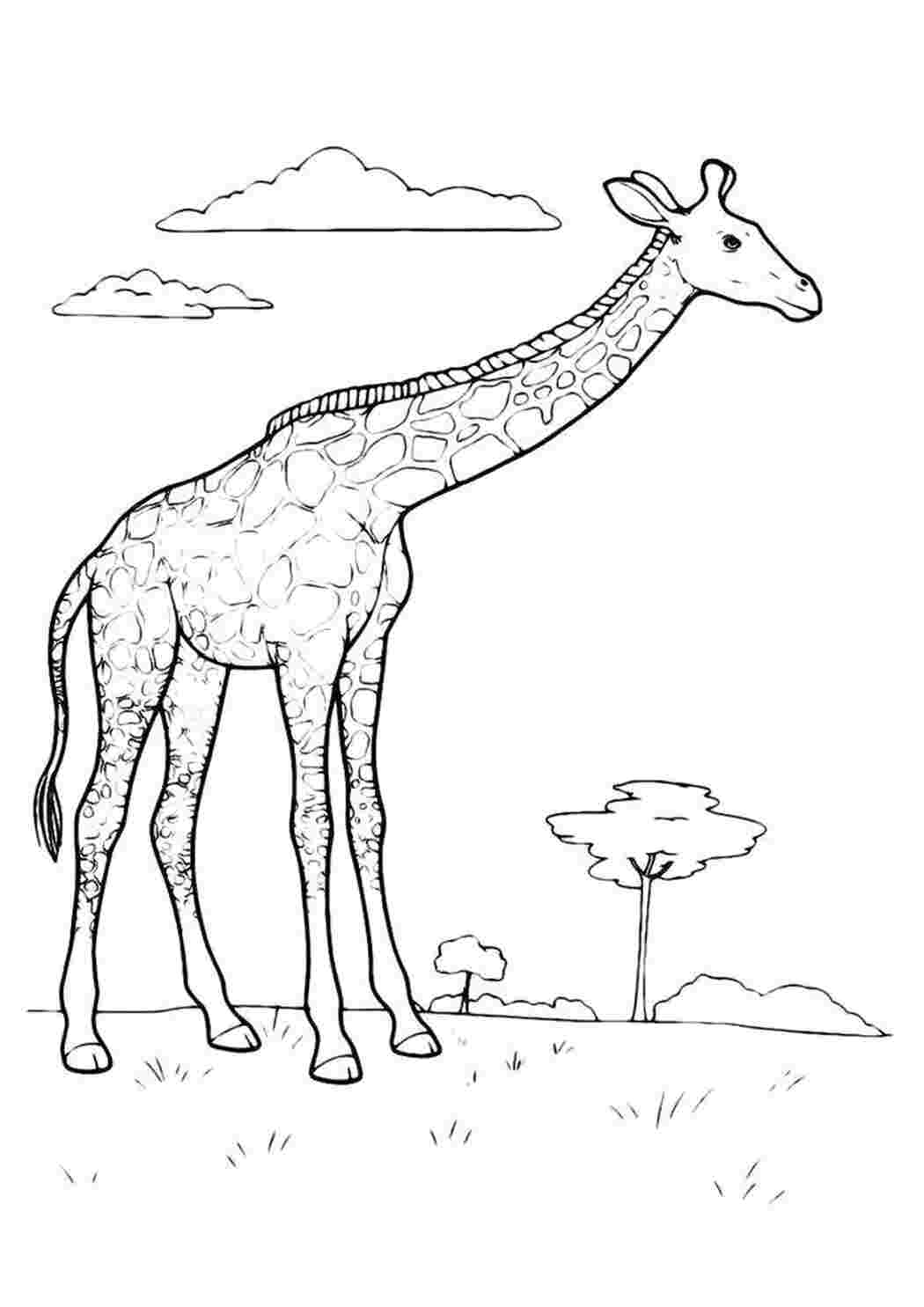 Раскраска  Жираф до неба