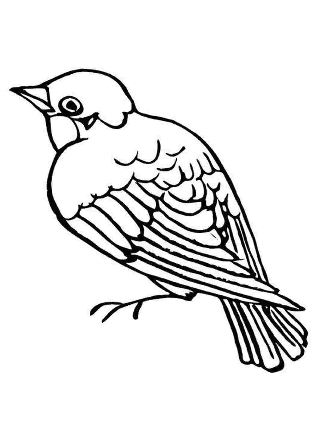 Раскраска Воробушек