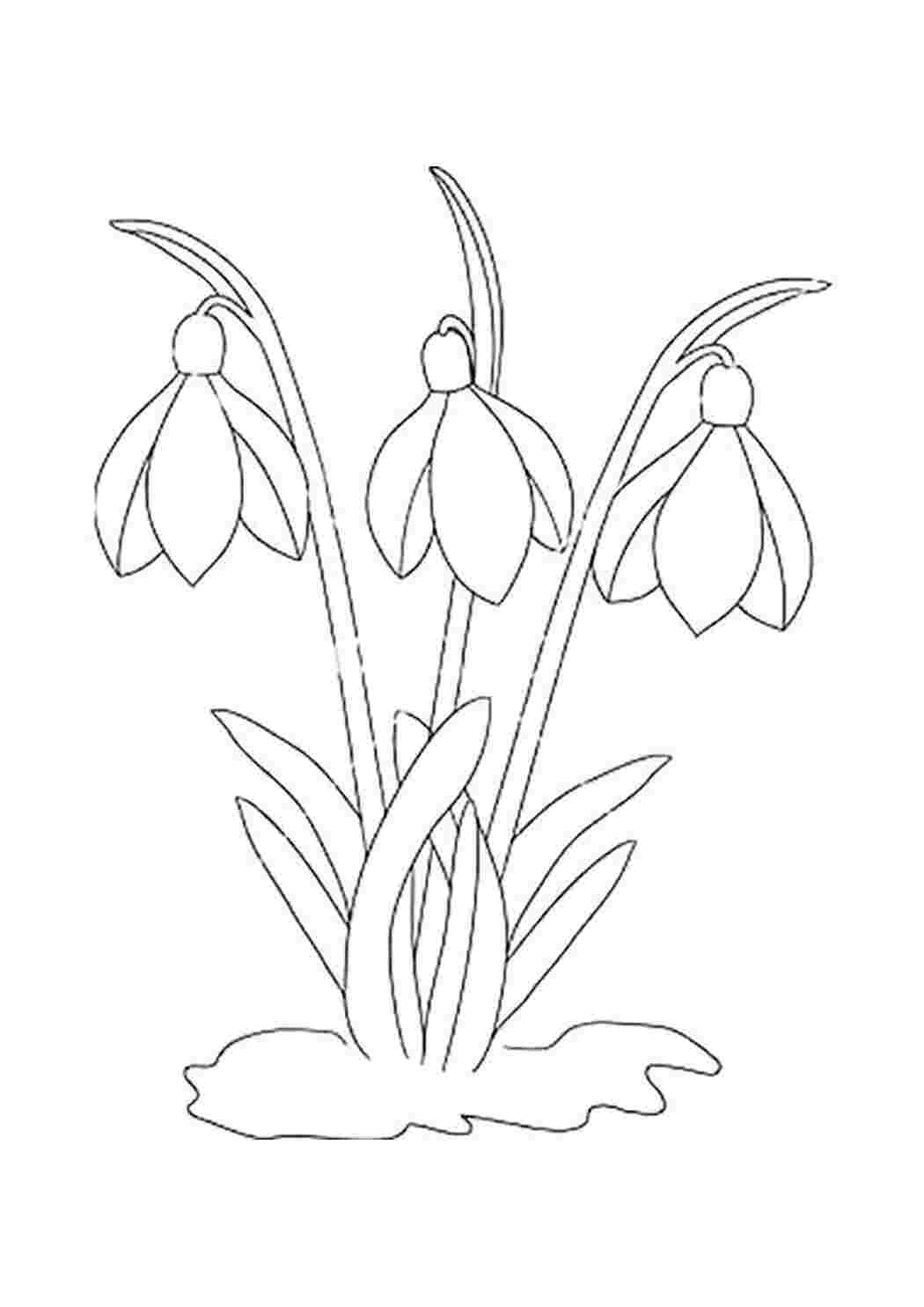 Раскраска Подснежники