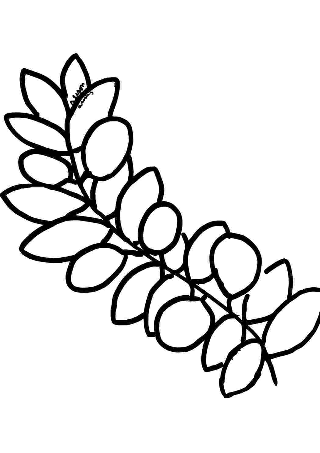 Раскраска веточка вербы