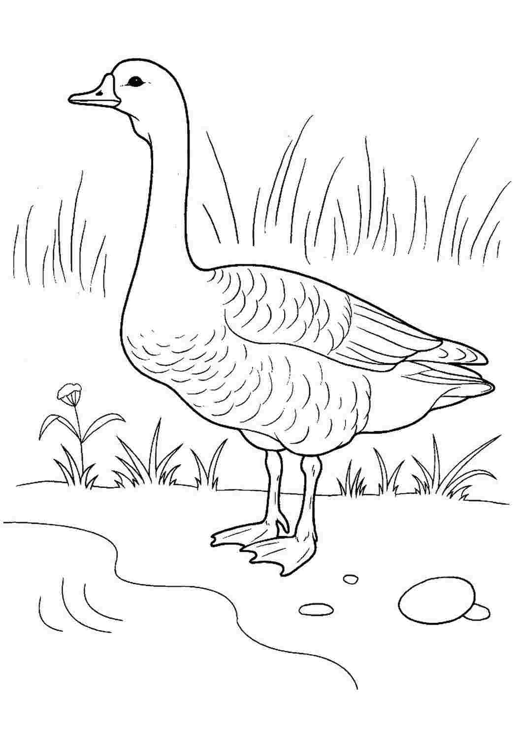 Раскраска Уточка