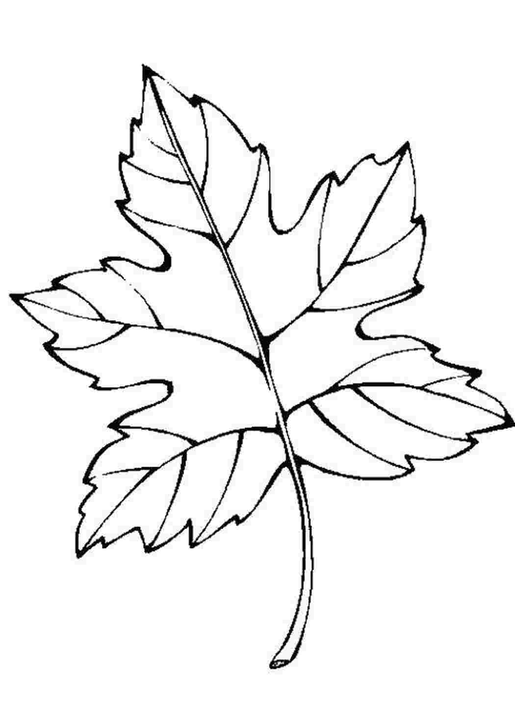 Осенний листок раскраска