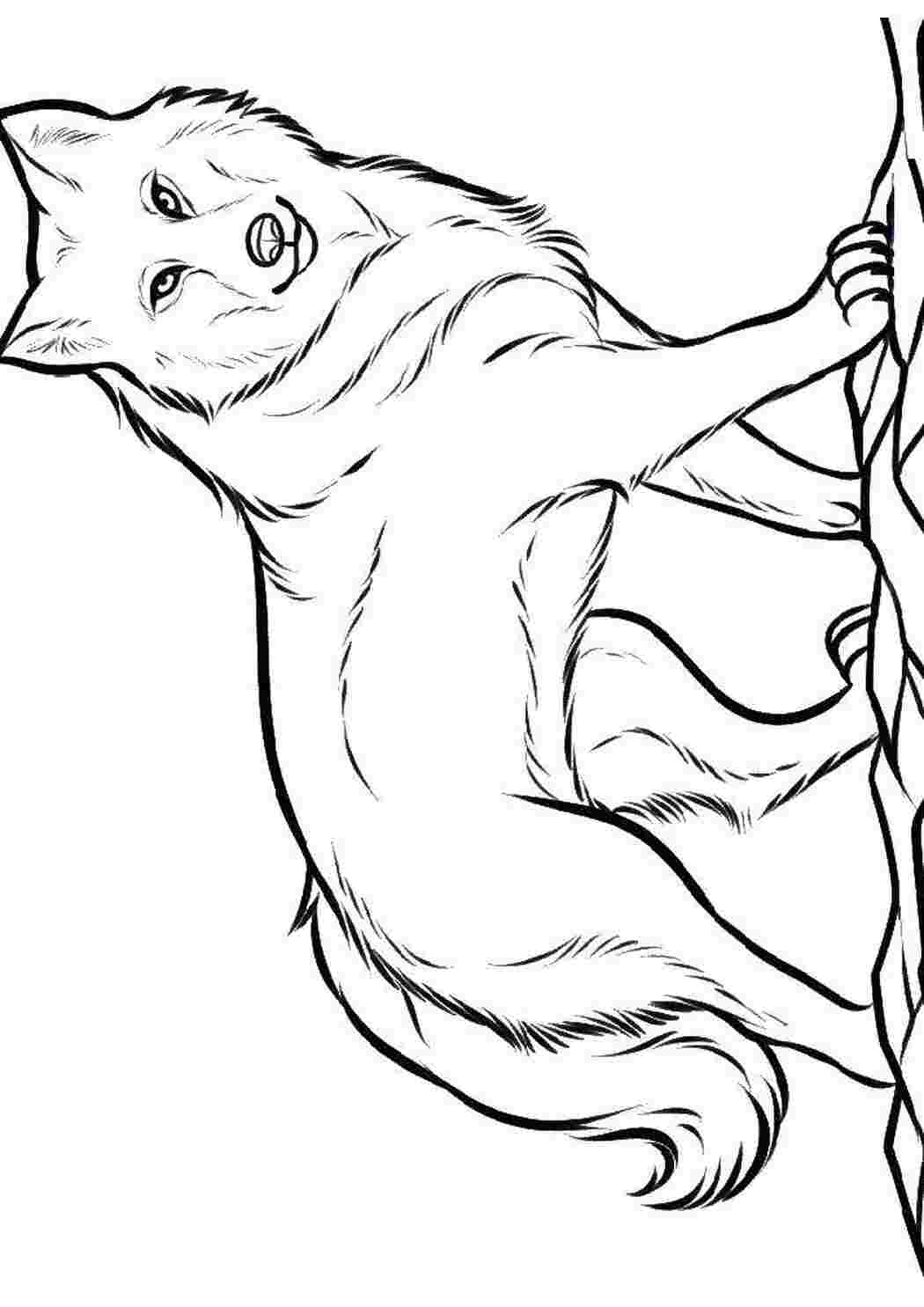 Раскраска Волк