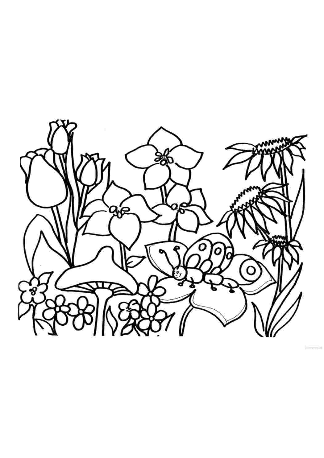 Раскраска Цветочки