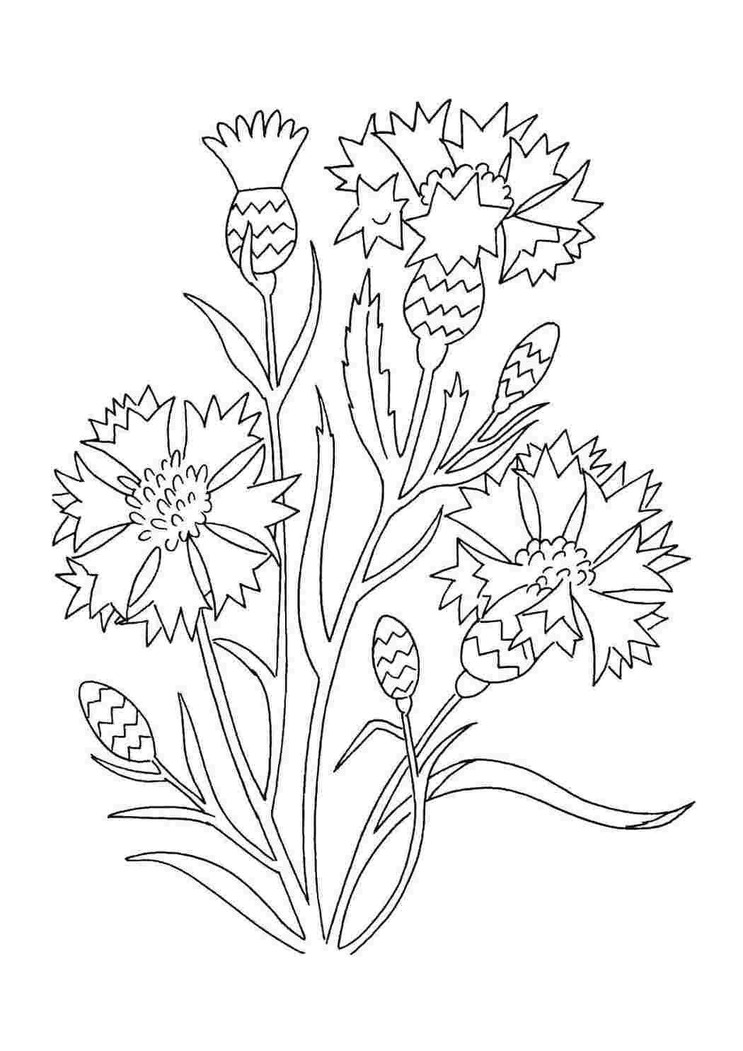 Раскраска Цветы