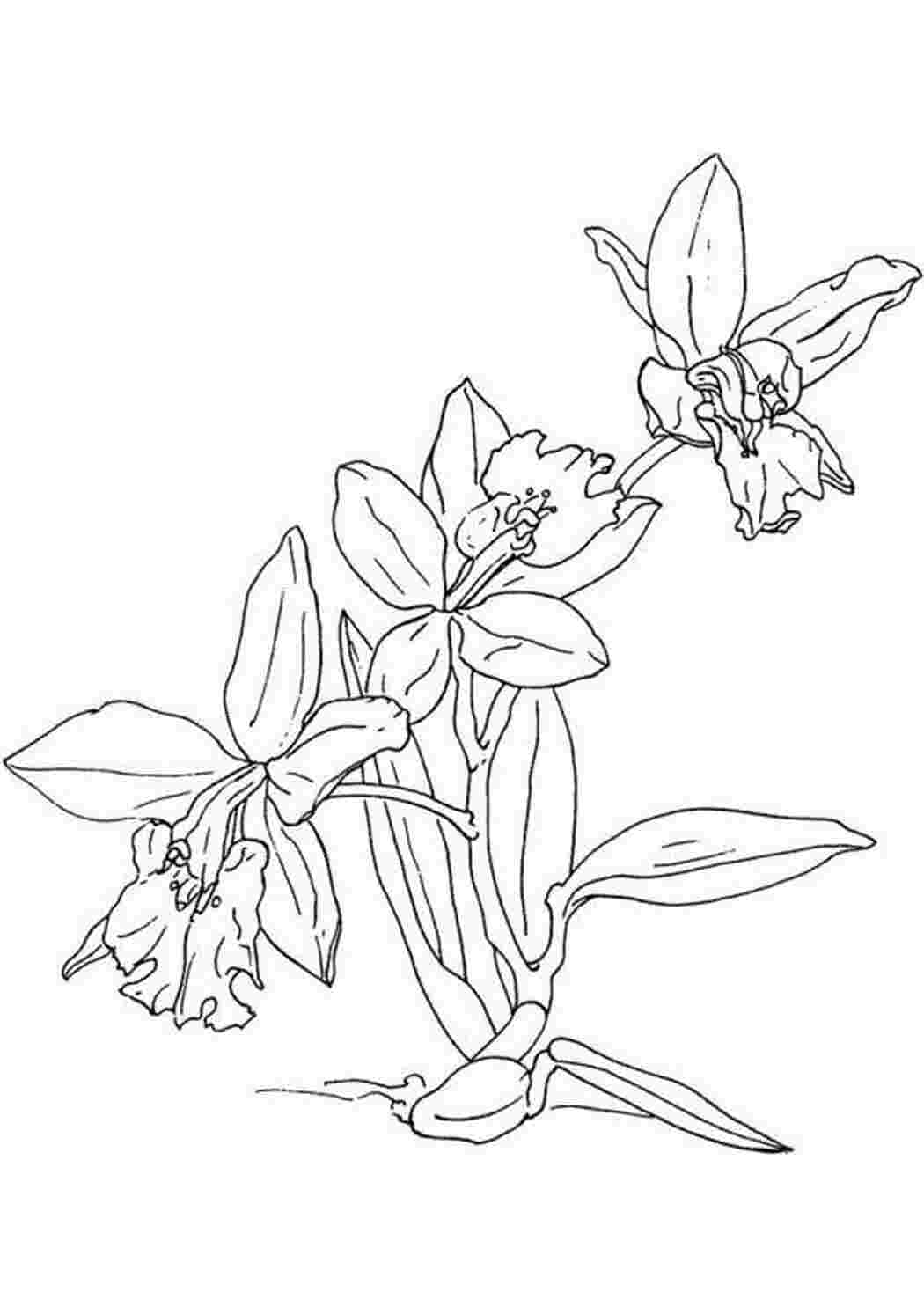 Раскраски для детей цветы Орхидея