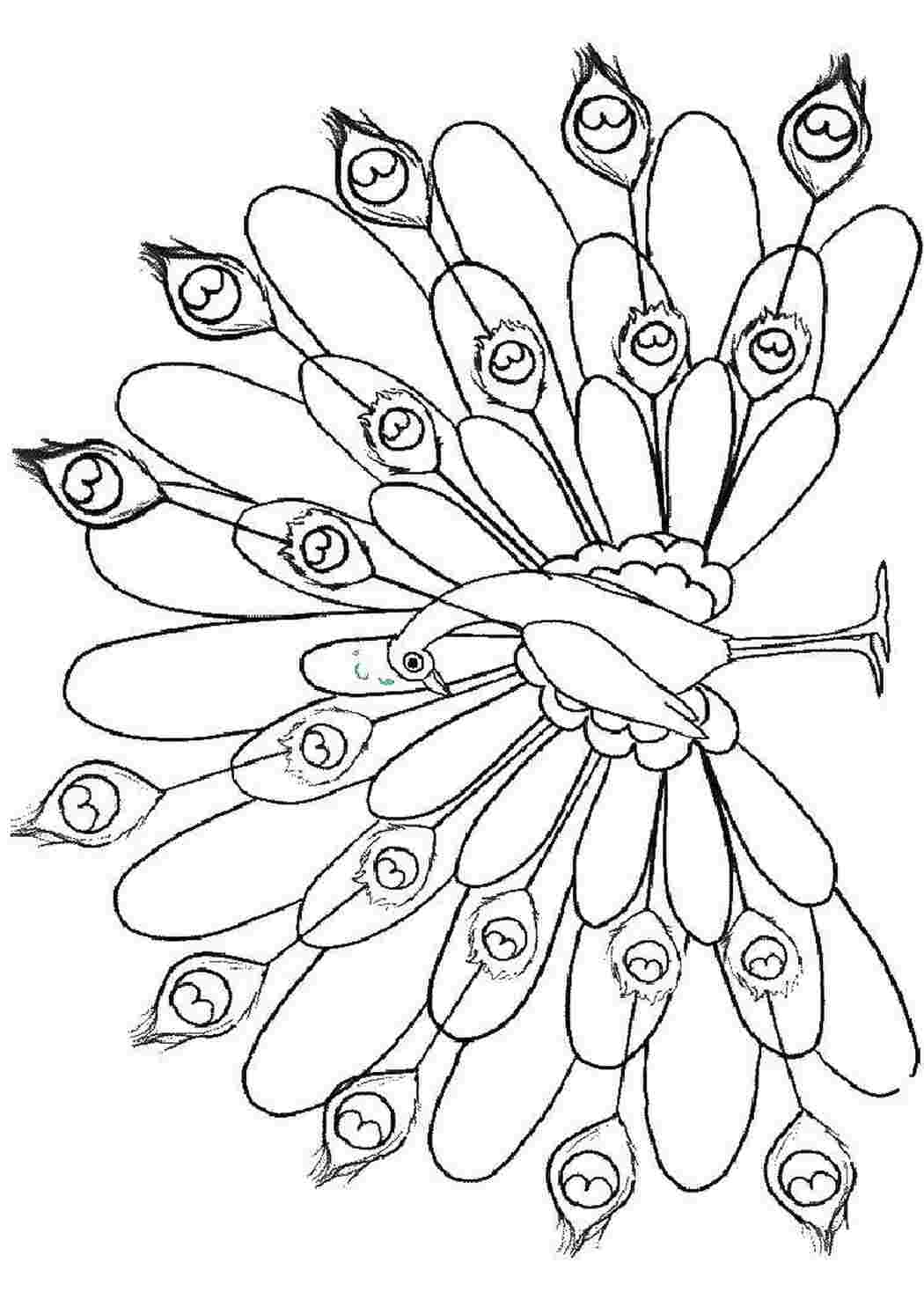 раскраска павлин для детей
