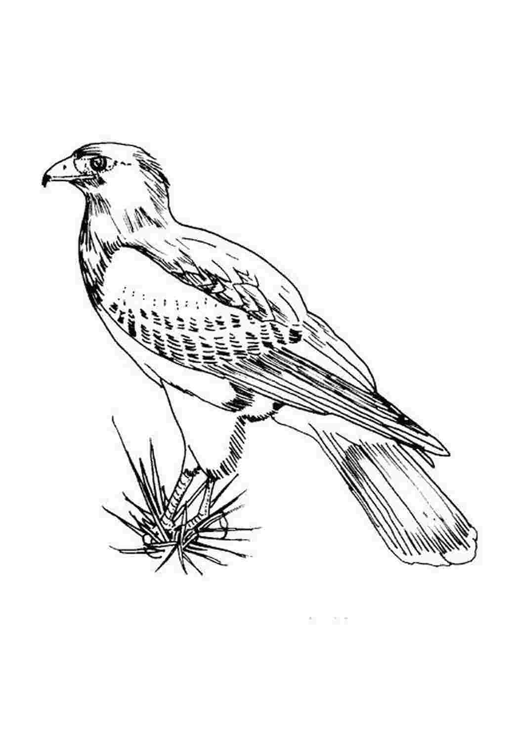 Раскраска Ястреб