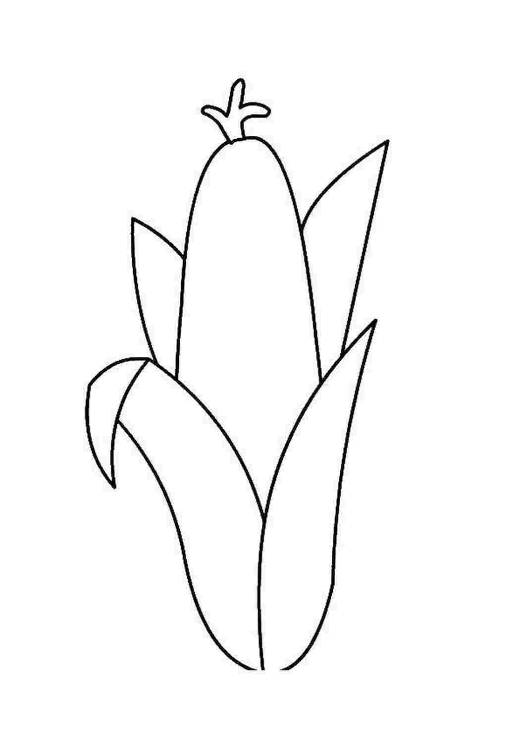 Раскраска Кукуруза