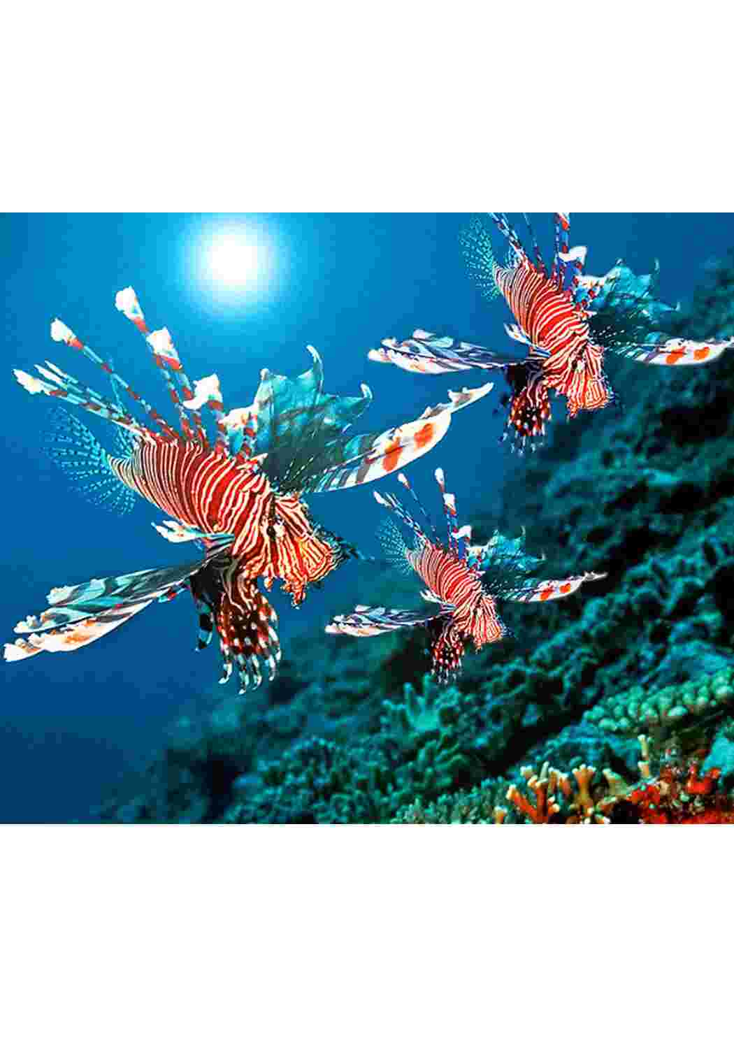 Коралловые Крылатки