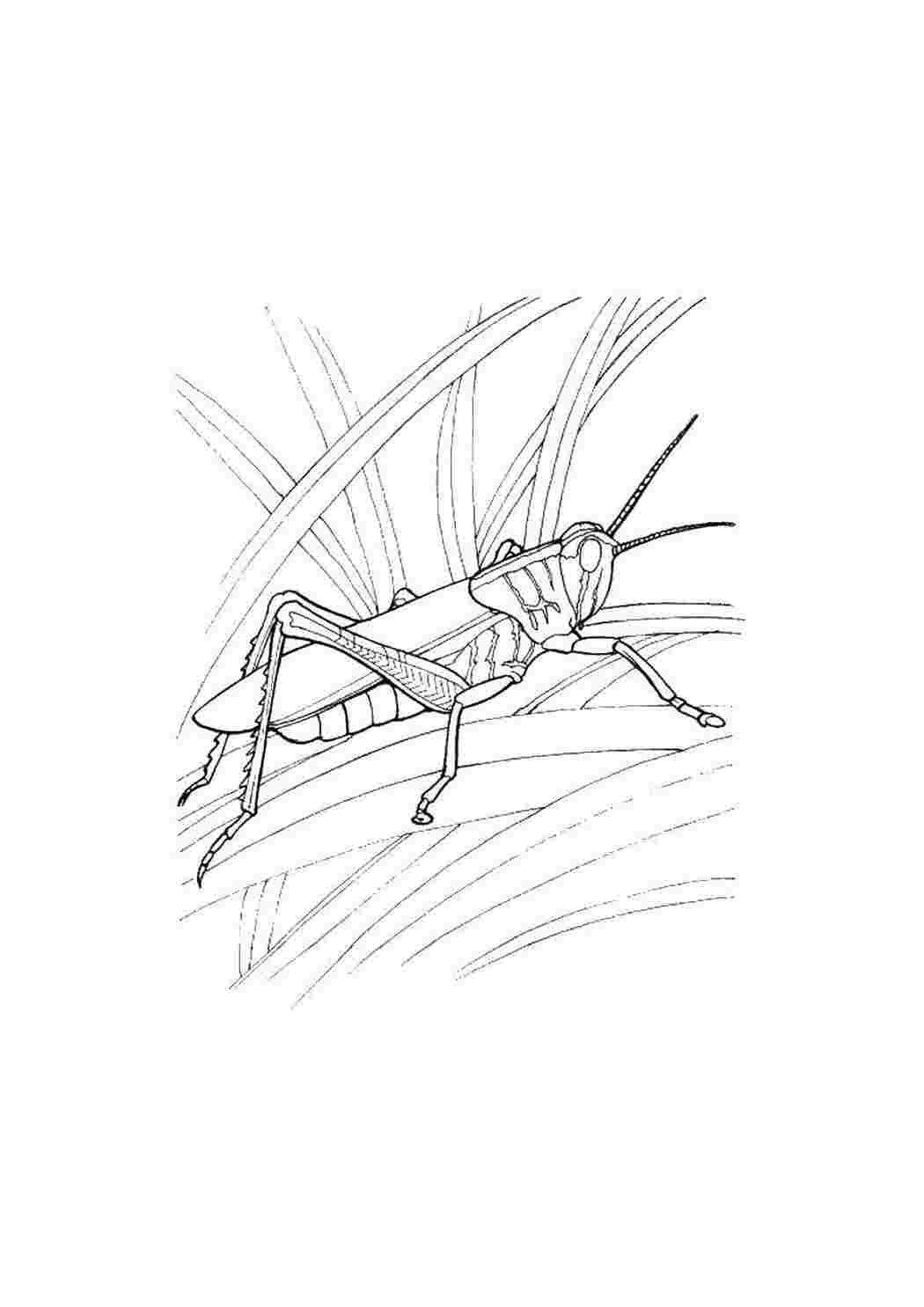 Раскраска Кузнечик