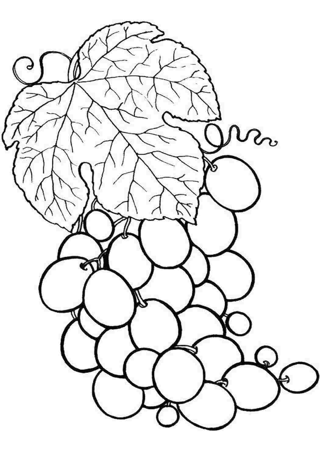 Раскраска Вигонрадик