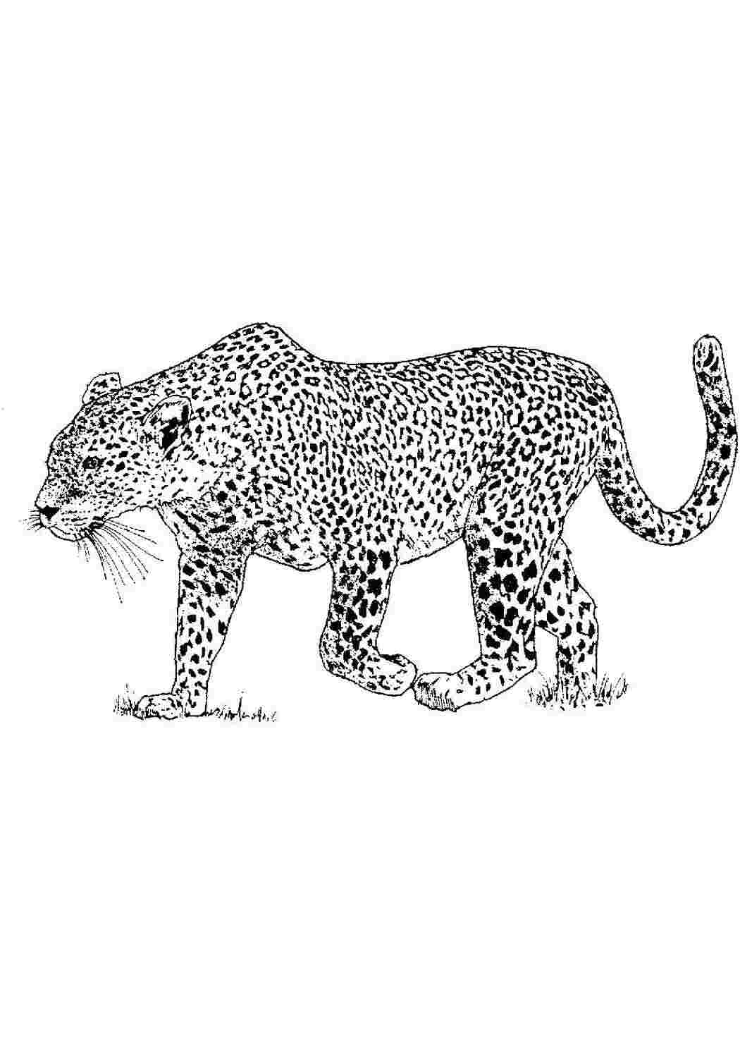 Раскраска Леопард