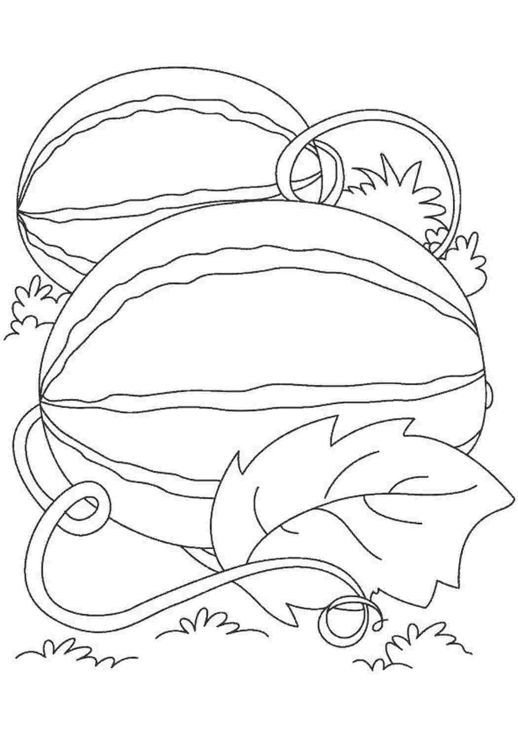 Раскраска растет арбуз, 