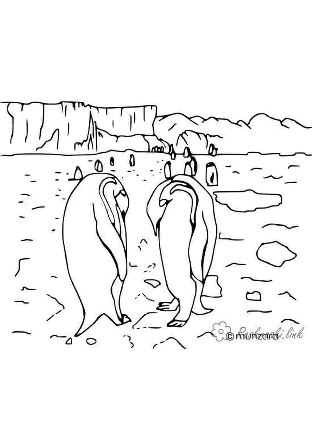 Раскраски пингвины Арктики