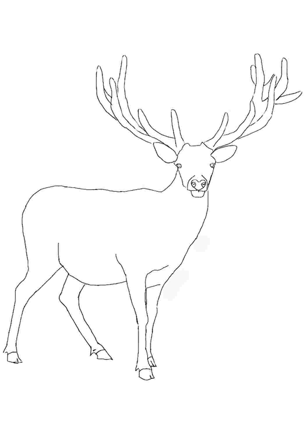 Рисунок оленя для срисовки для начальной школы