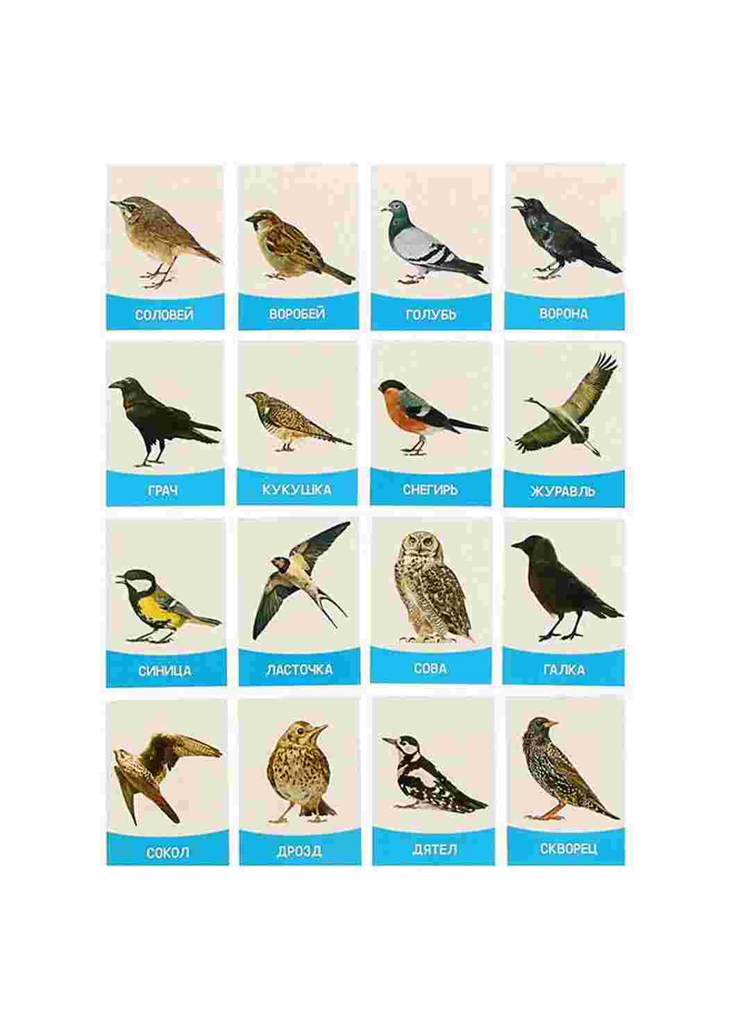 Раскраска карточка диких птиц 