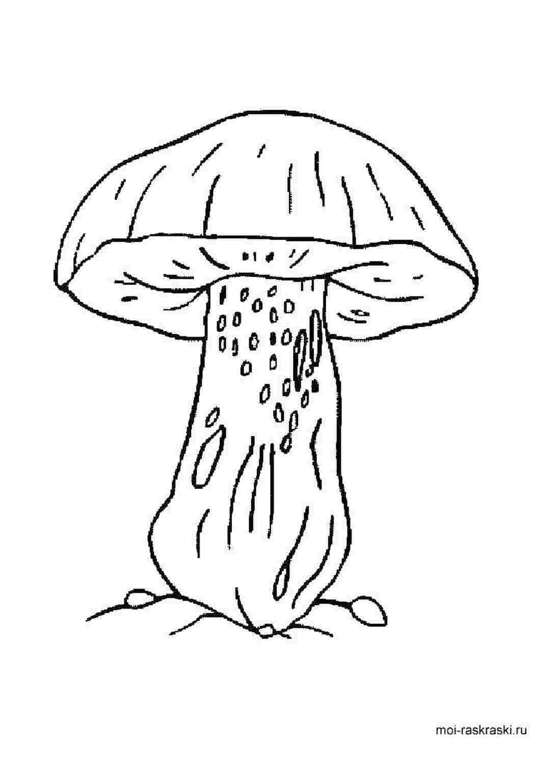Раскраска гриб сатанинский гриб