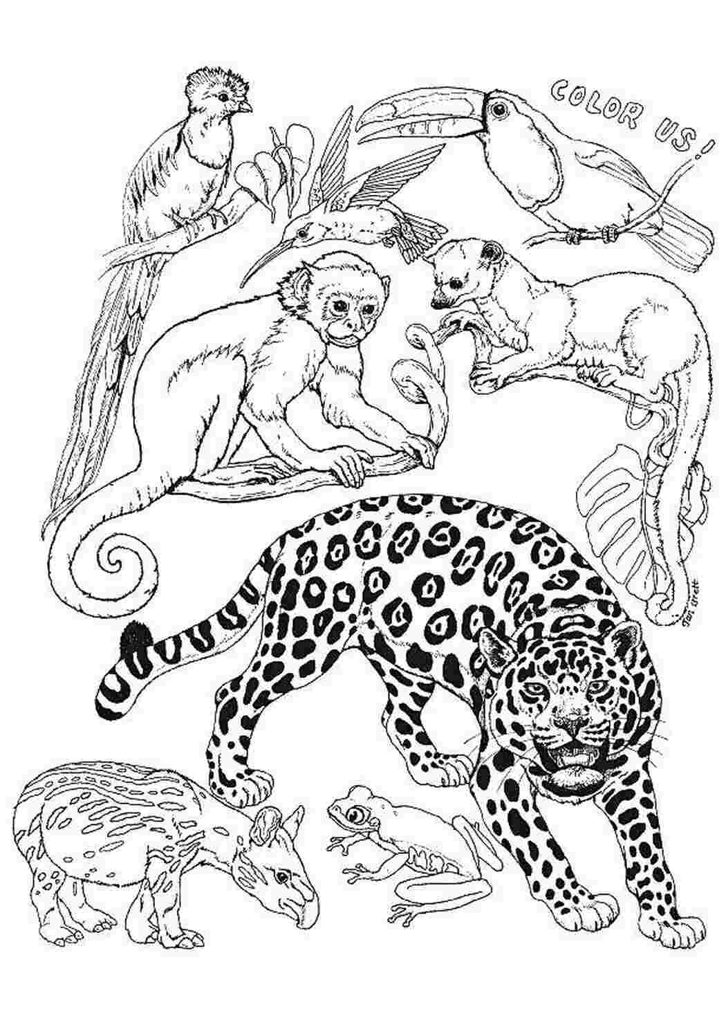 Раскраска Экзотические животные
