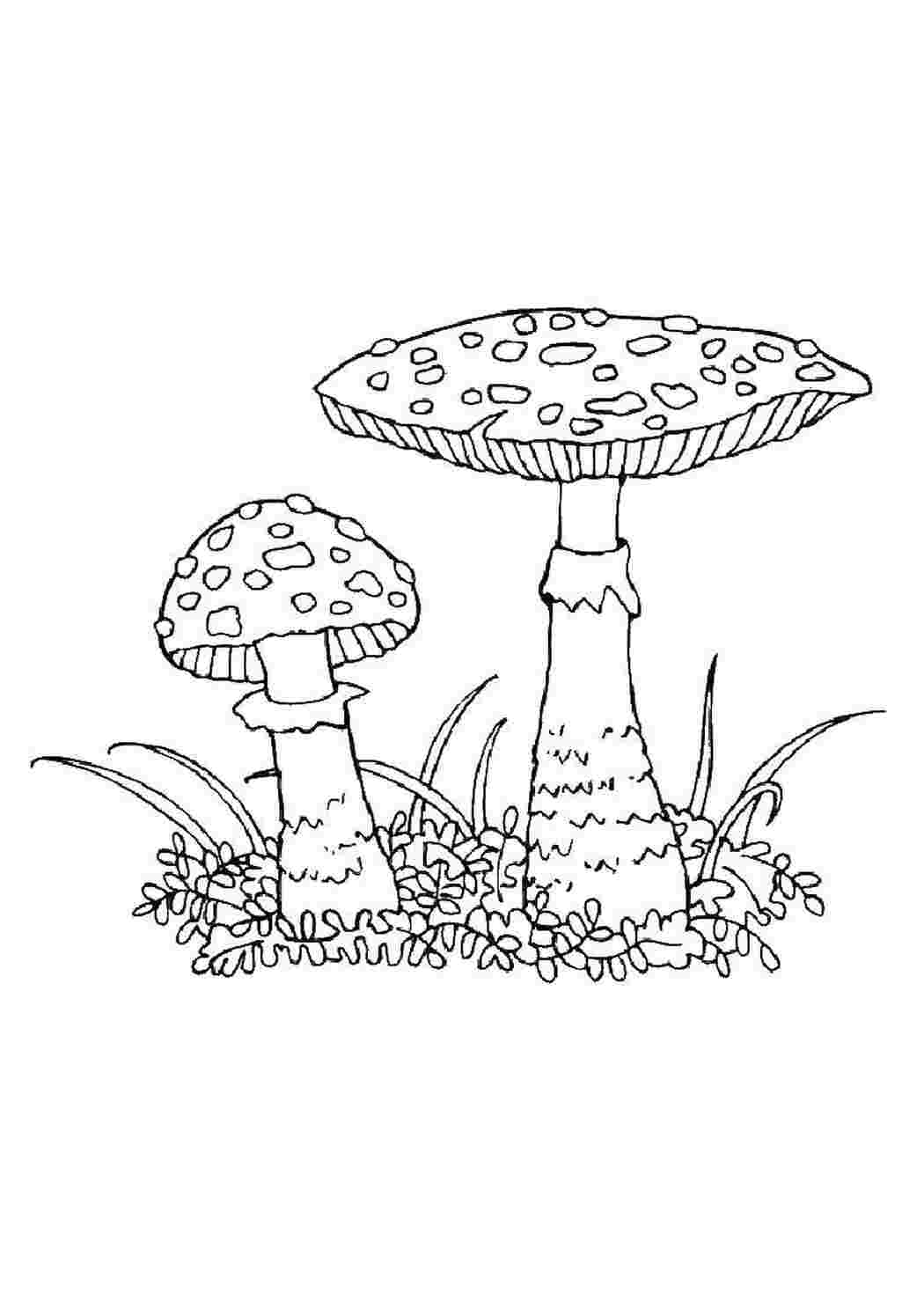 Раскраска Грибы