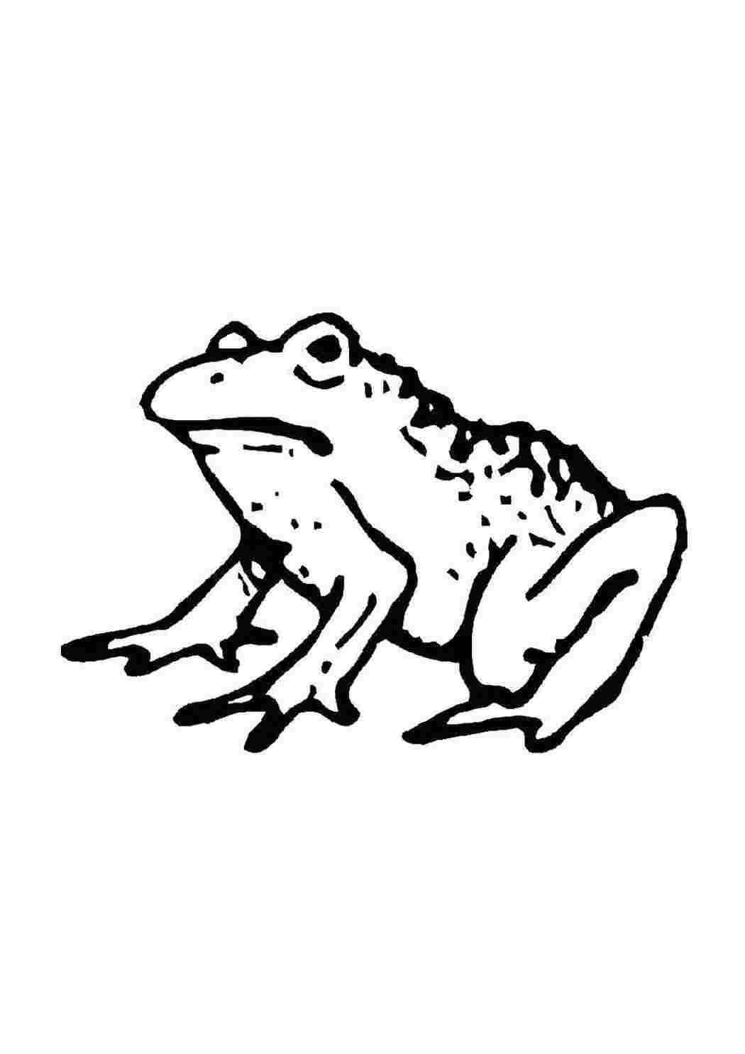 Раскраска Лягушка