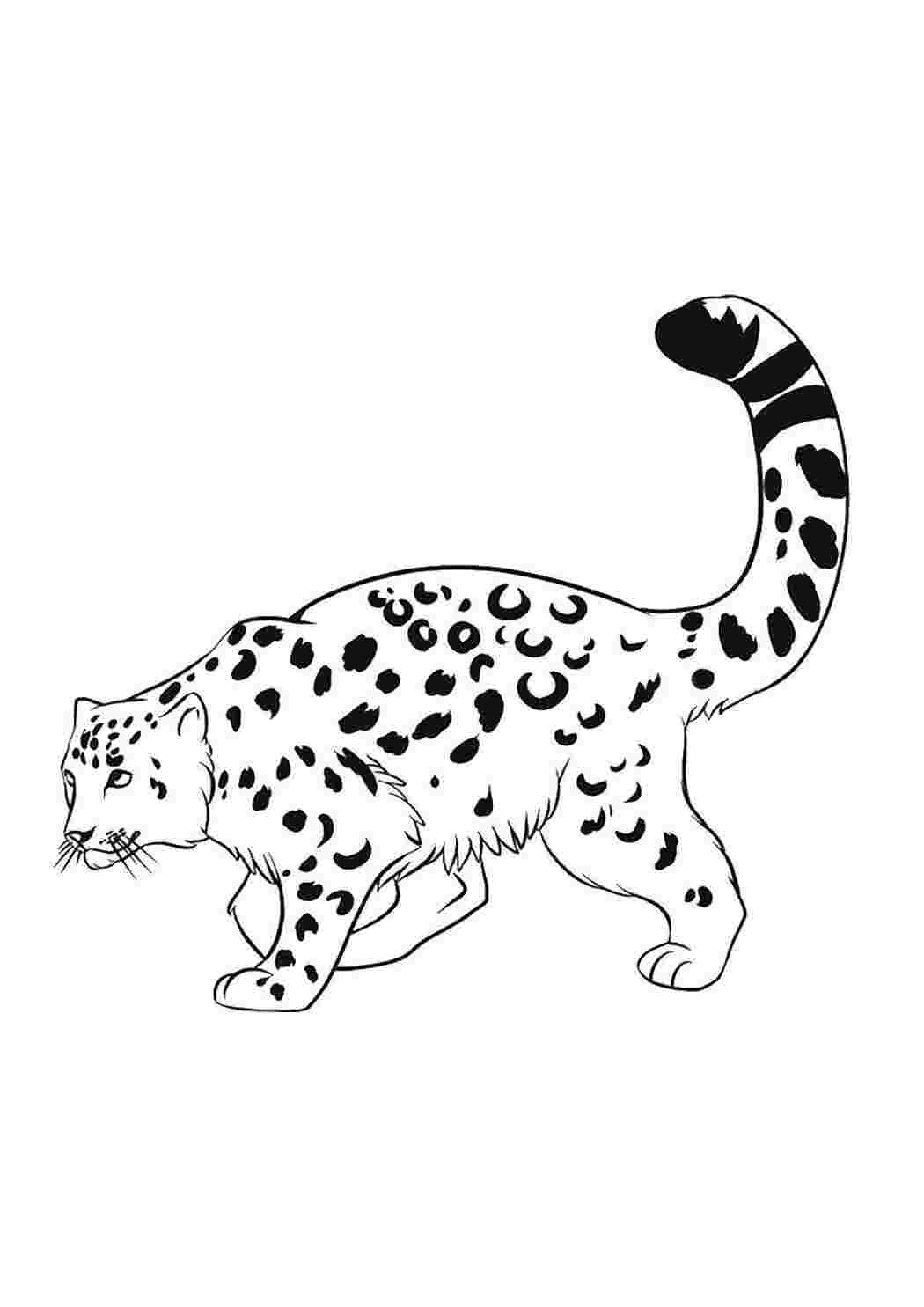Раскраска Леопард