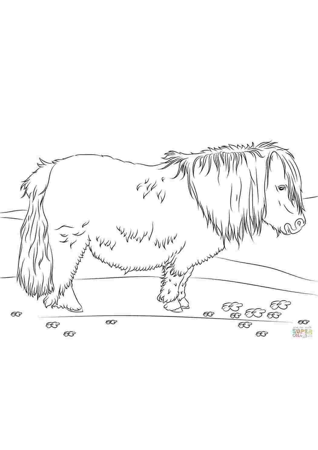 Раскраска Дикий пони