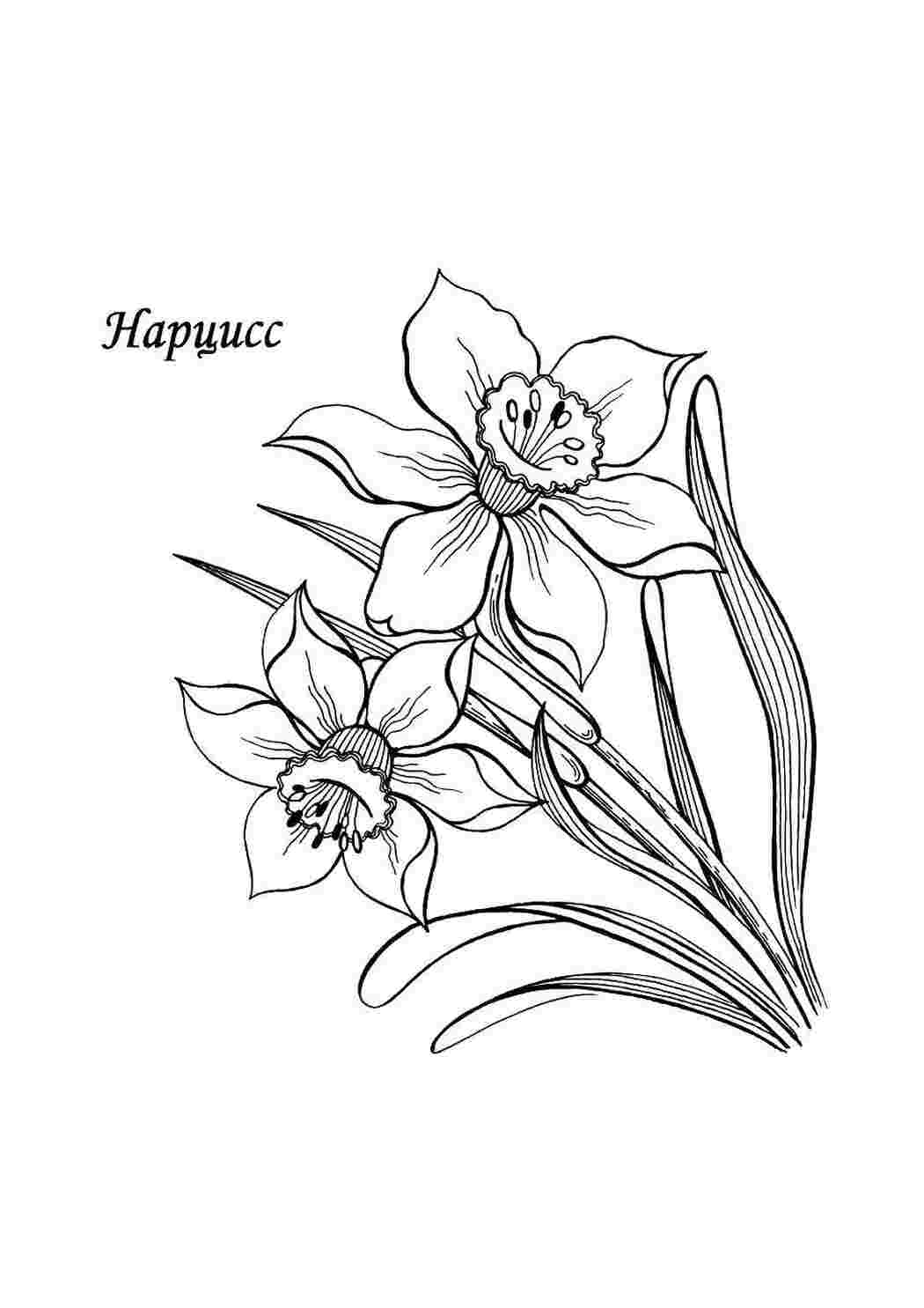 Раскраска Нарциссы
