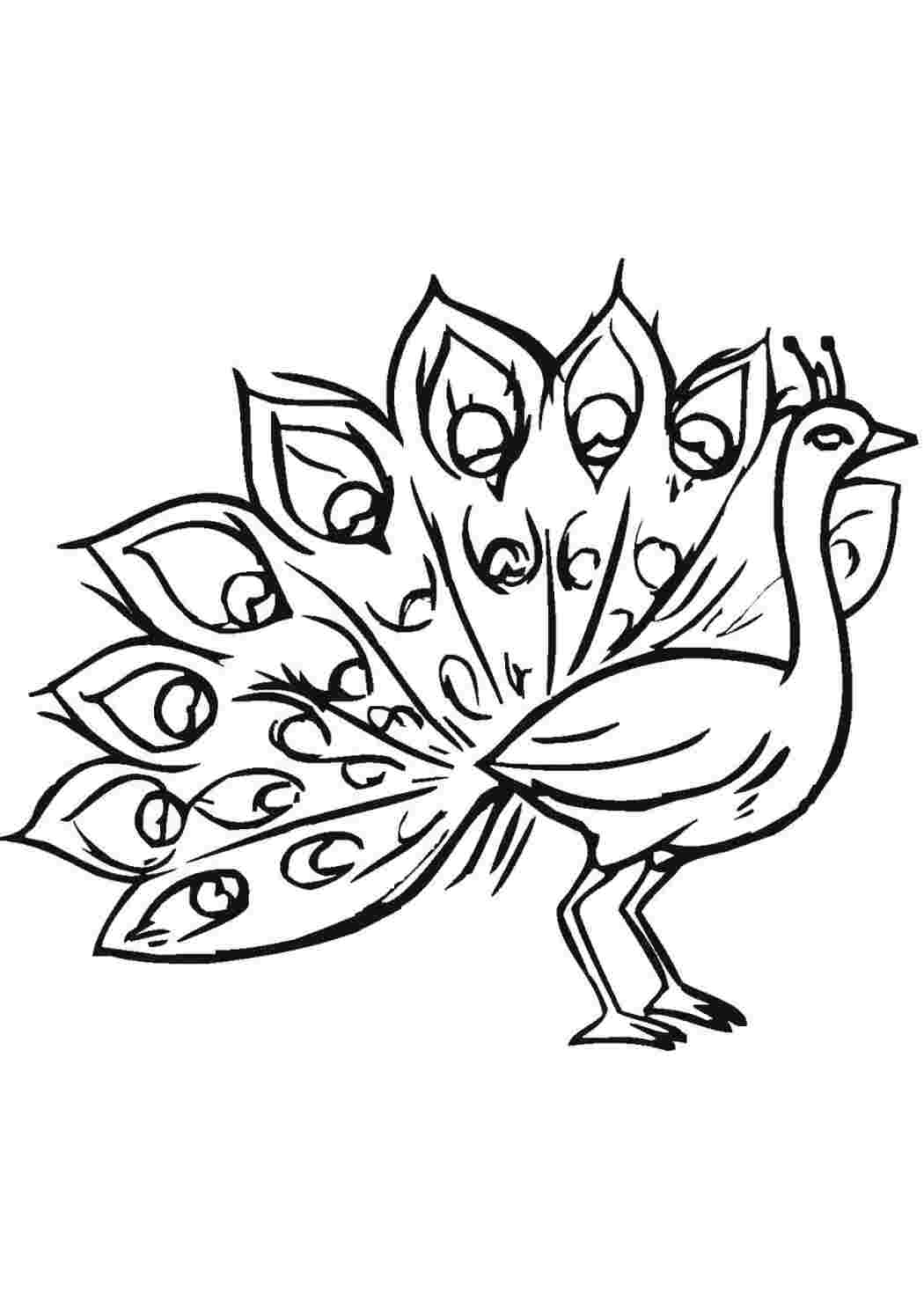 Раскраска Павлин красивый