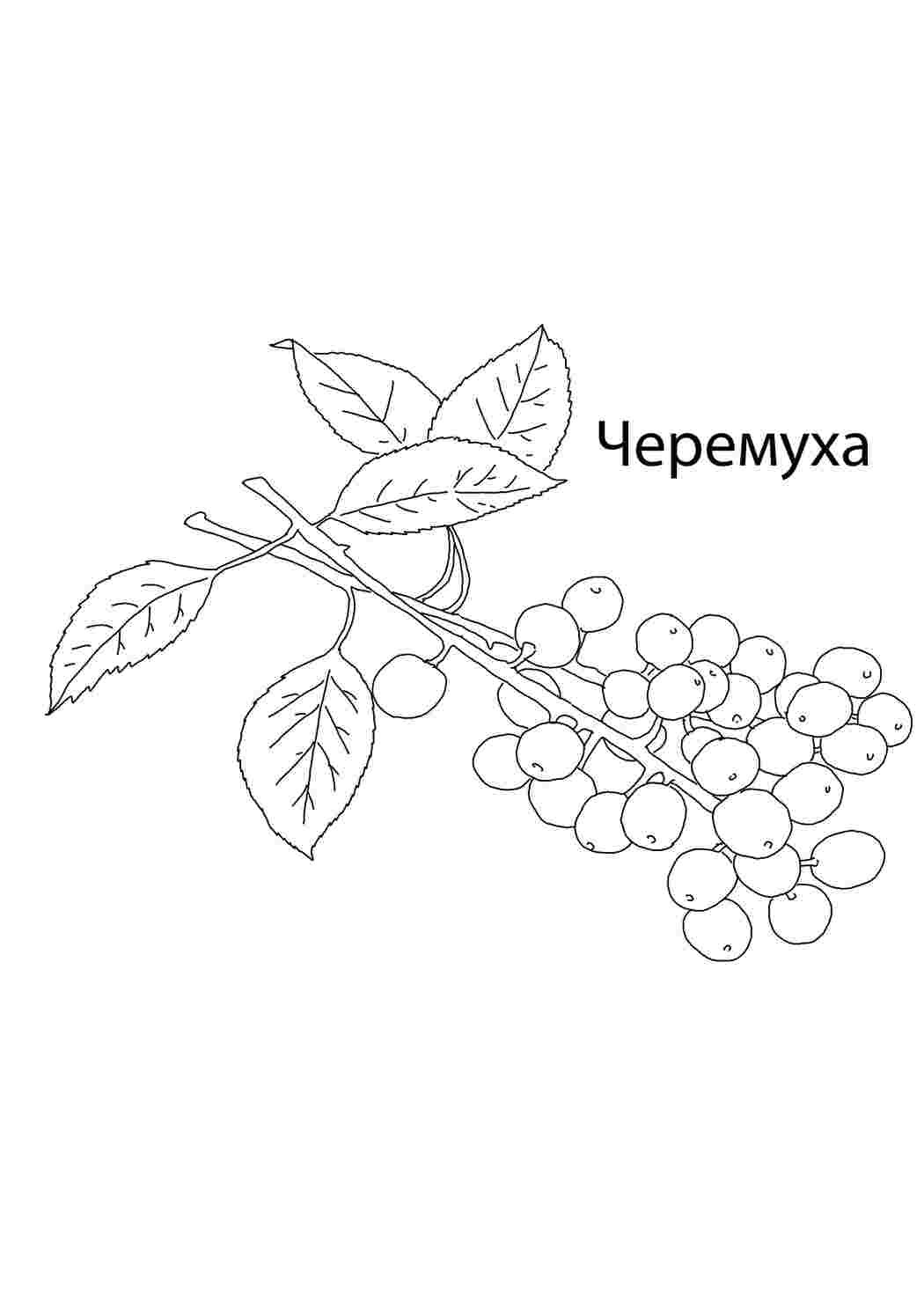 Раскраска Черёмуха