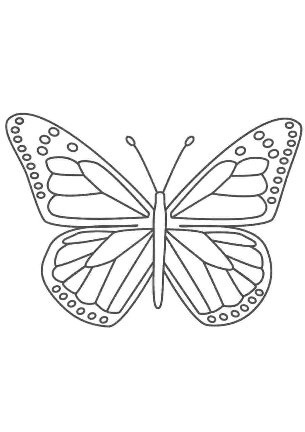 Раскраска Бабочка