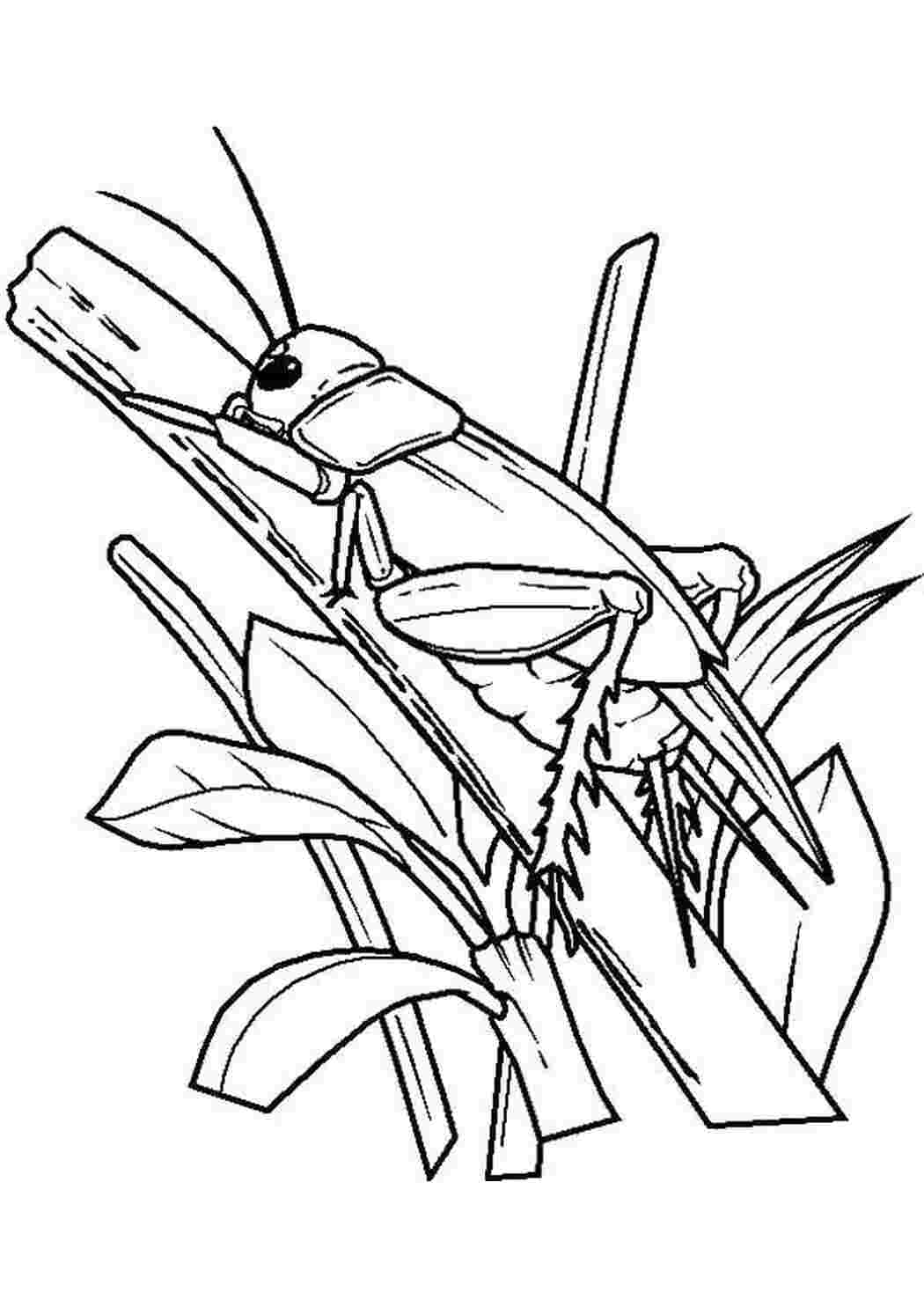 Раскраска Кузнечик